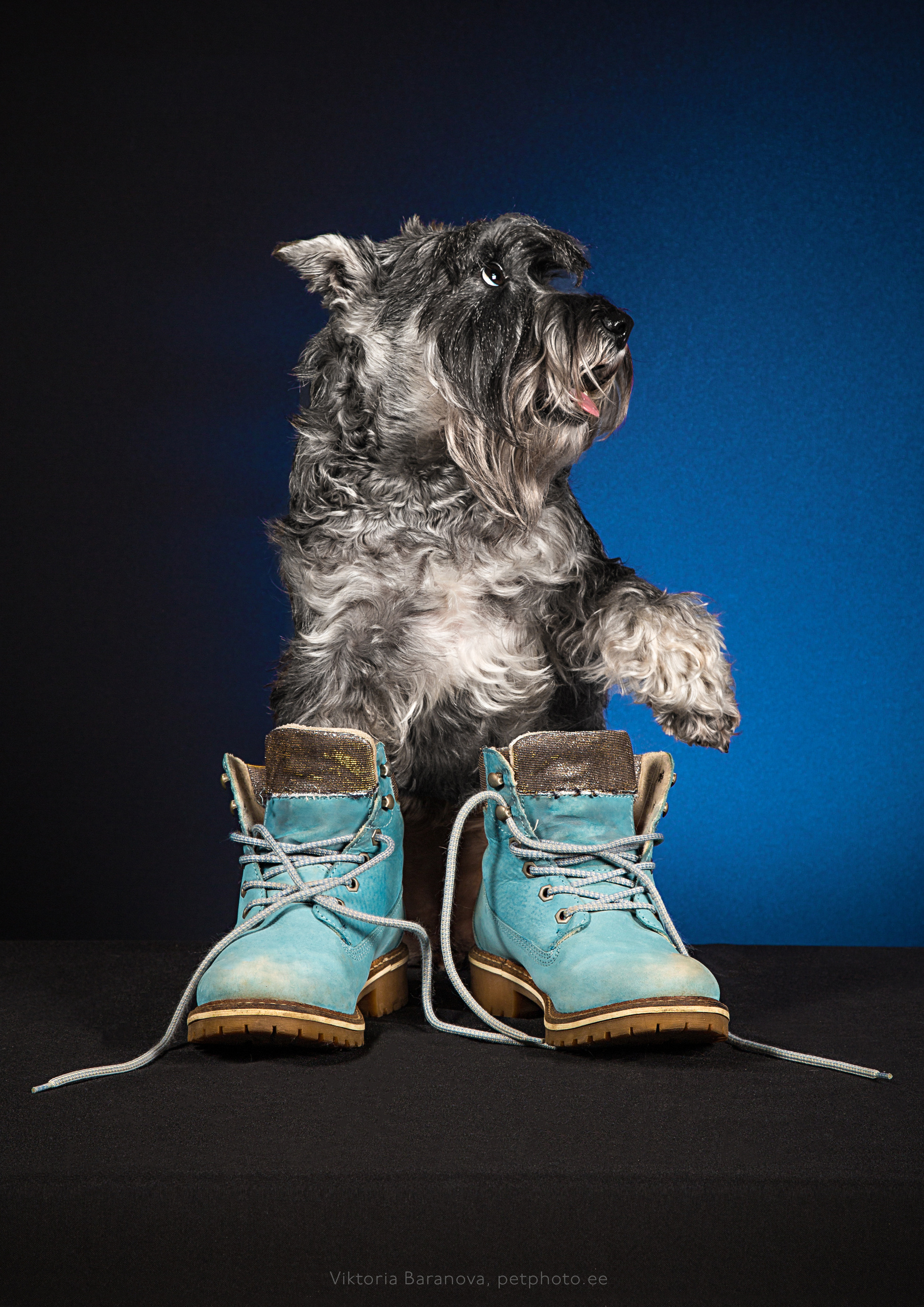 Животные. Фотограф в Таллине Виктория Баранова |фотосессии и обучение / Photographer Viktoria Baranova