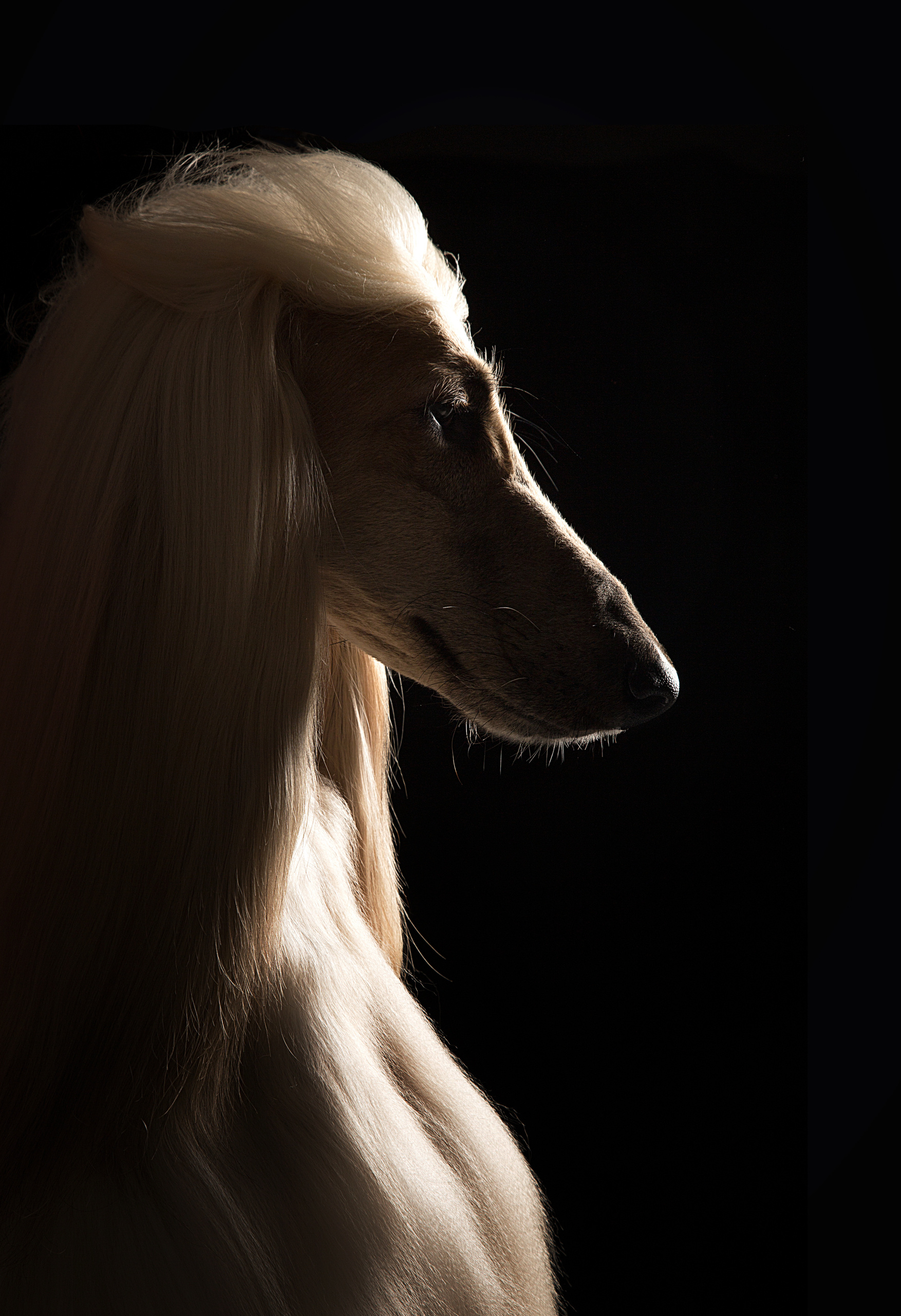 Tony. Фотограф в Таллине Виктория Баранова |фотосессии и обучение / Photographer Viktoria Baranova