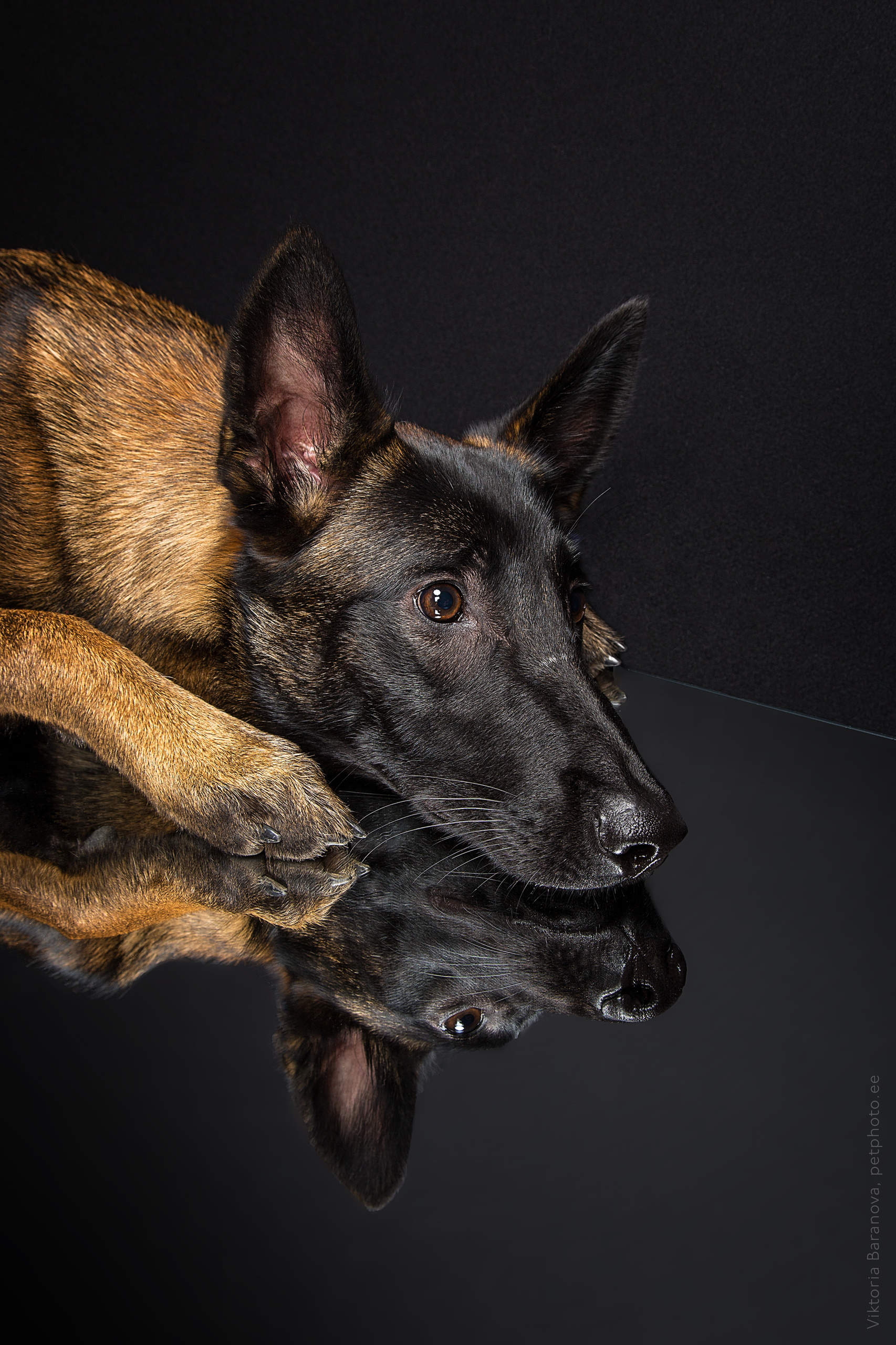 Malinois (9 фото). Фотограф в Таллине Виктория Баранова |фотосессии и обучение / Photographer Viktoria Baranova