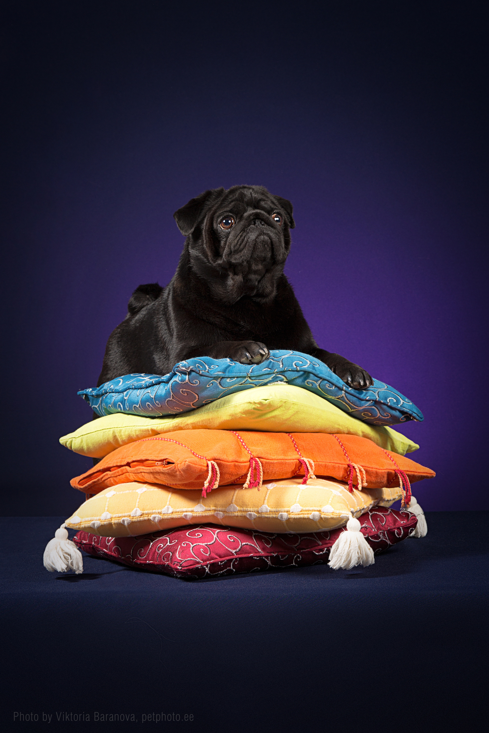 Yulya Kopchik (11 фото). Фотограф в Таллине Виктория Баранова |фотосессии и обучение / Photographer Viktoria Baranova