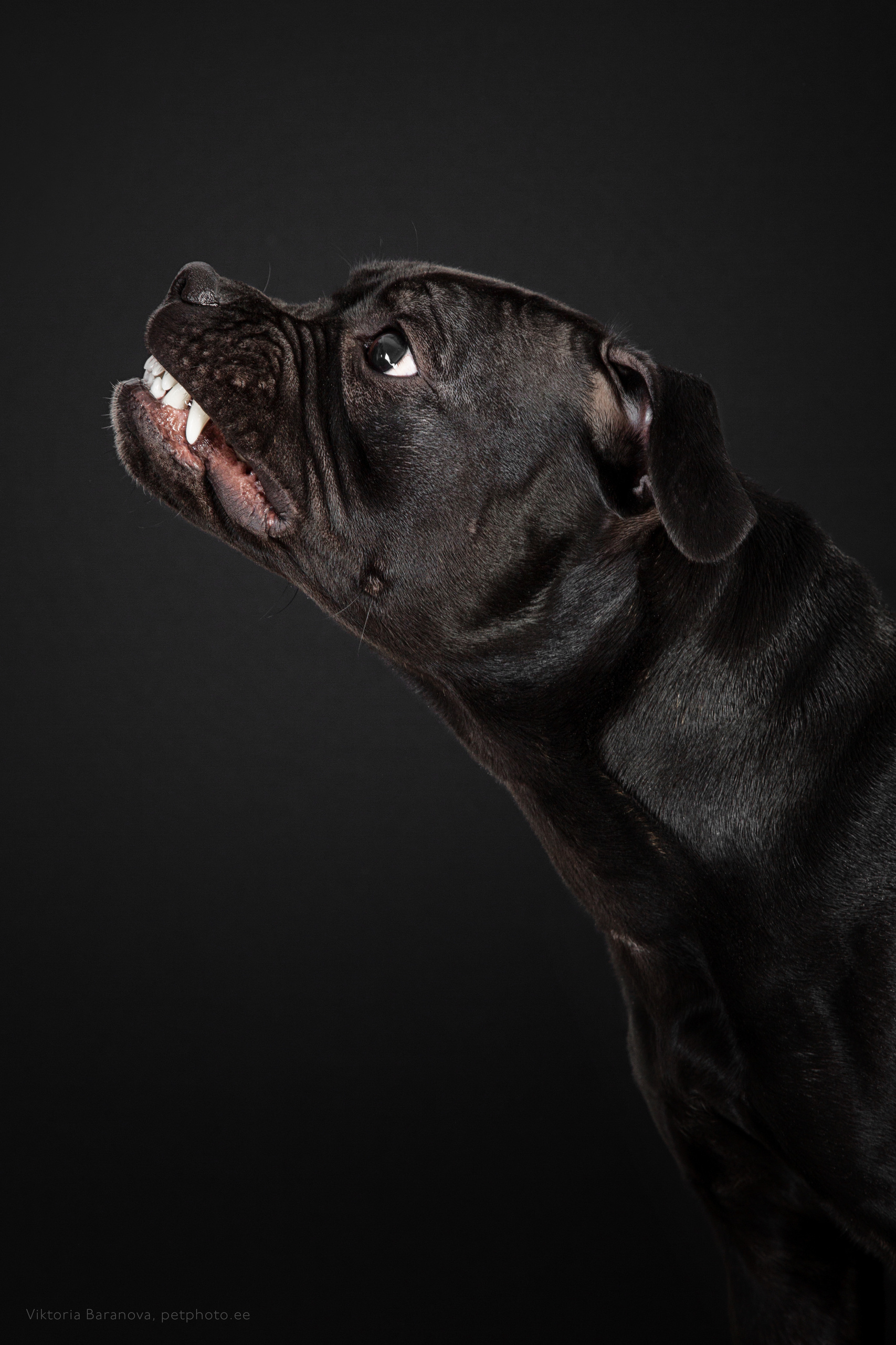 VikaA (5 фото). Фотограф в Таллине Виктория Баранова |фотосессии и обучение / Photographer Viktoria Baranova