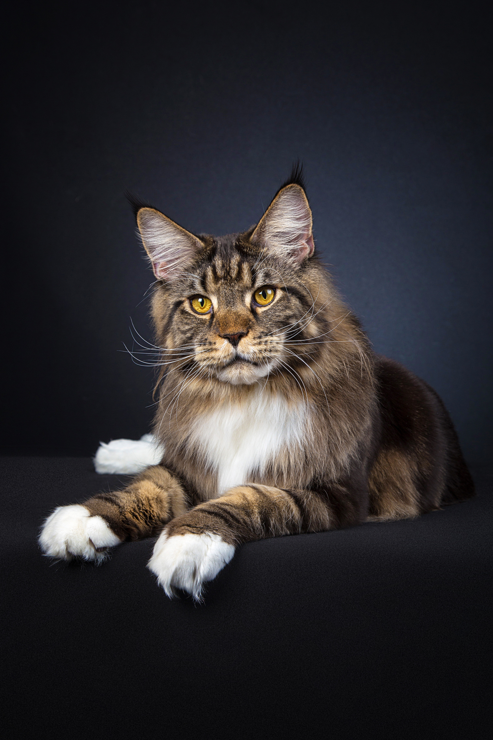 MeiKuni. Фотограф в Таллине Виктория Баранова |фотосессии и обучение / Photographer Viktoria Baranova