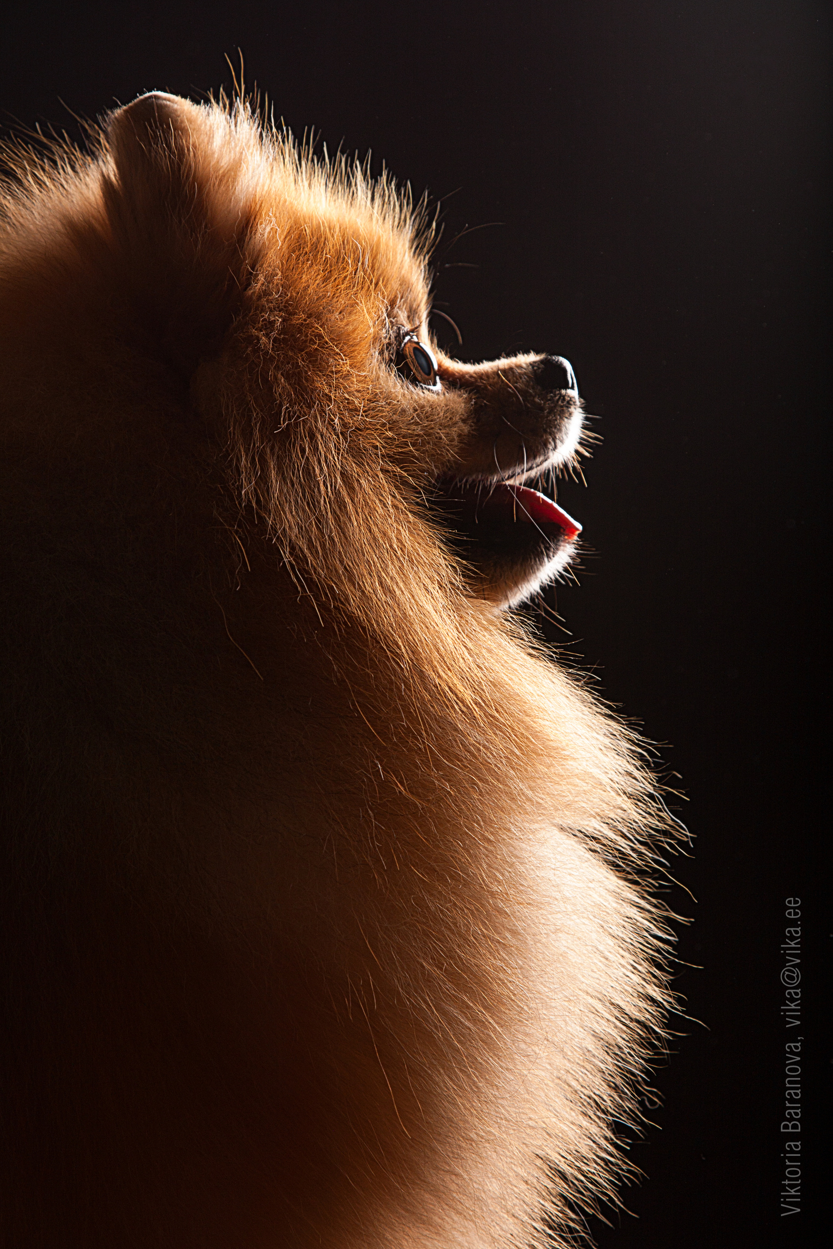 Jonni. Фотограф в Таллине Виктория Баранова |фотосессии и обучение / Photographer Viktoria Baranova