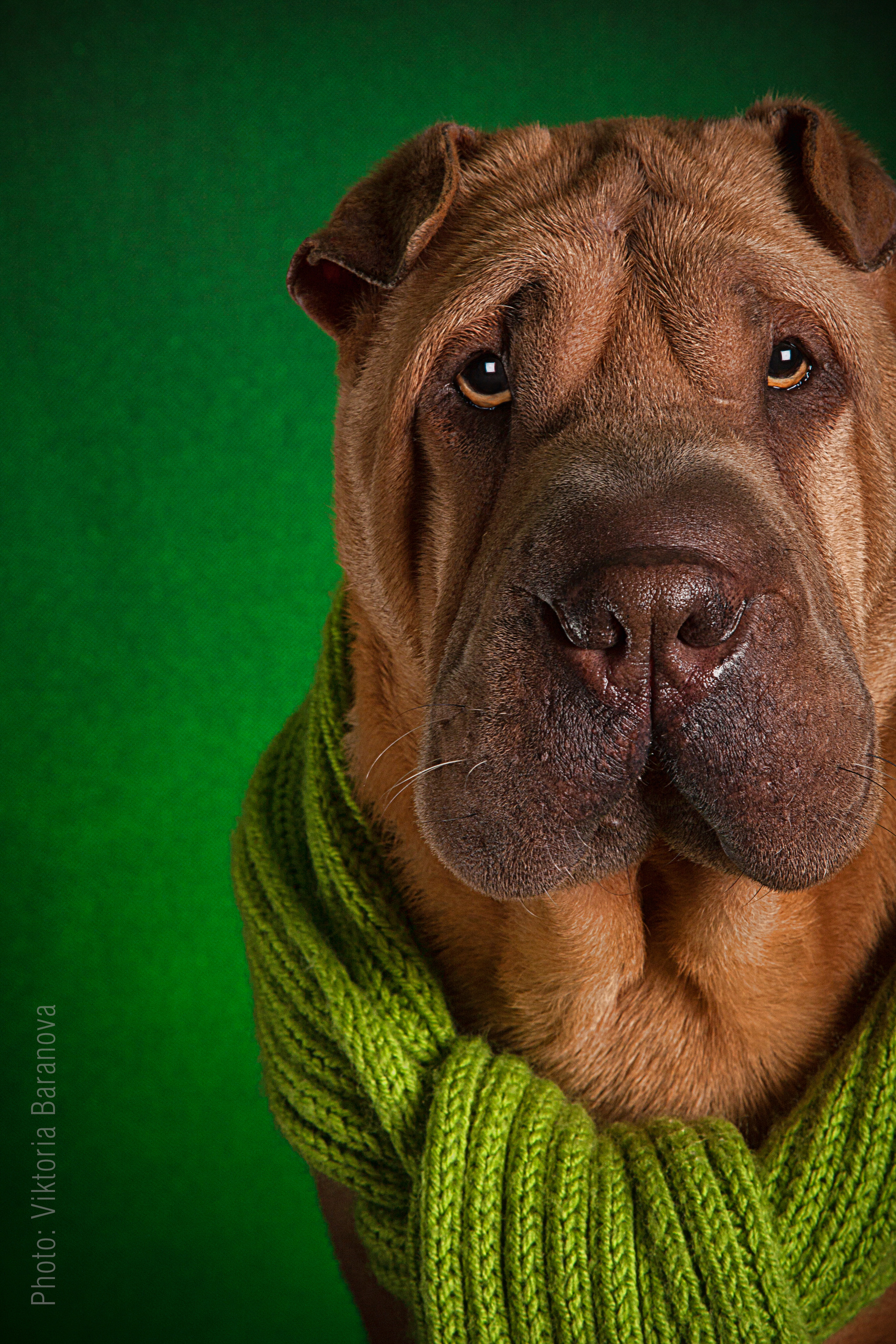 Zasmin. Фотограф в Таллине Виктория Баранова |фотосессии и обучение / Photographer Viktoria Baranova