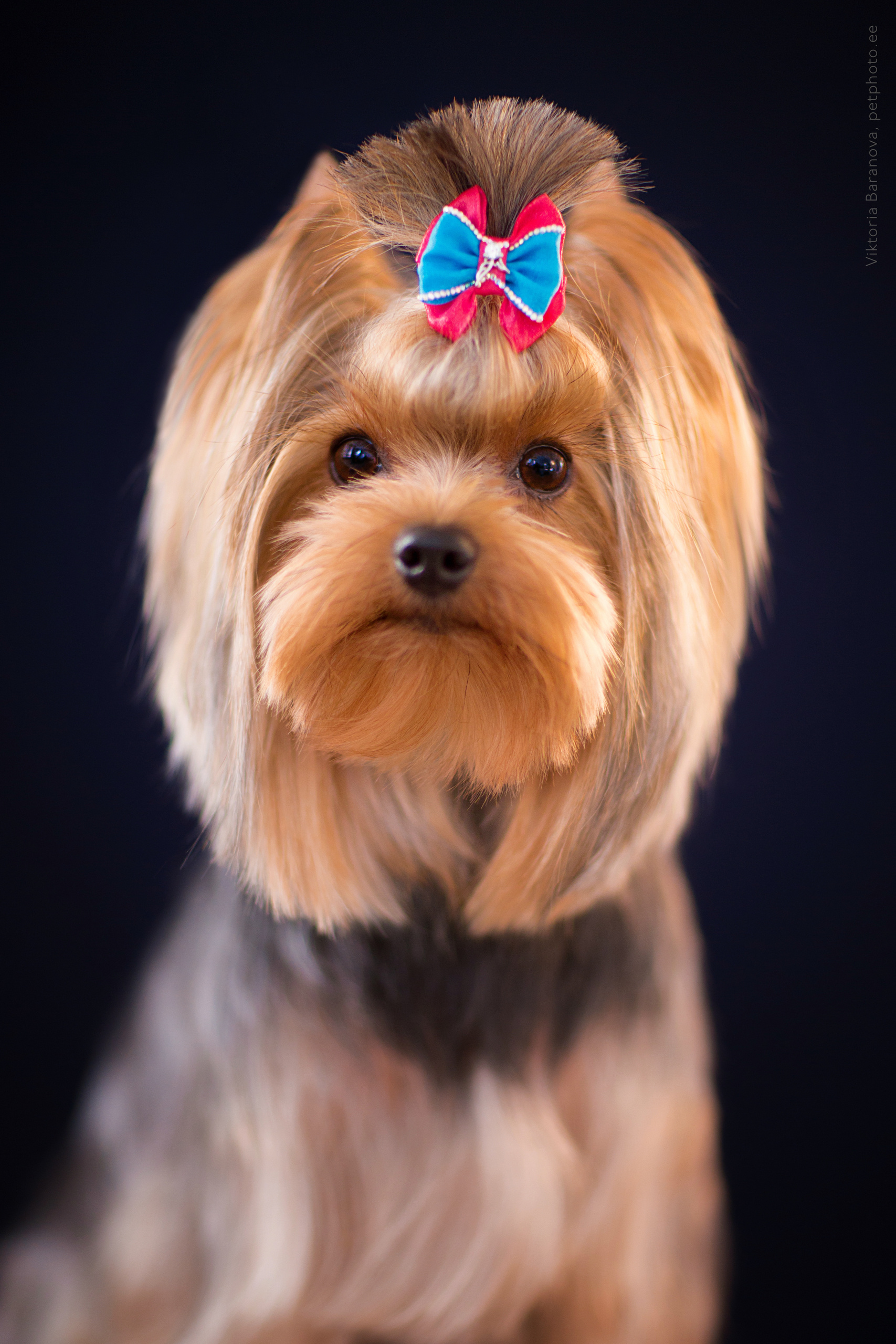 Животные. Фотограф в Таллине Виктория Баранова |фотосессии и обучение / Photographer Viktoria Baranova