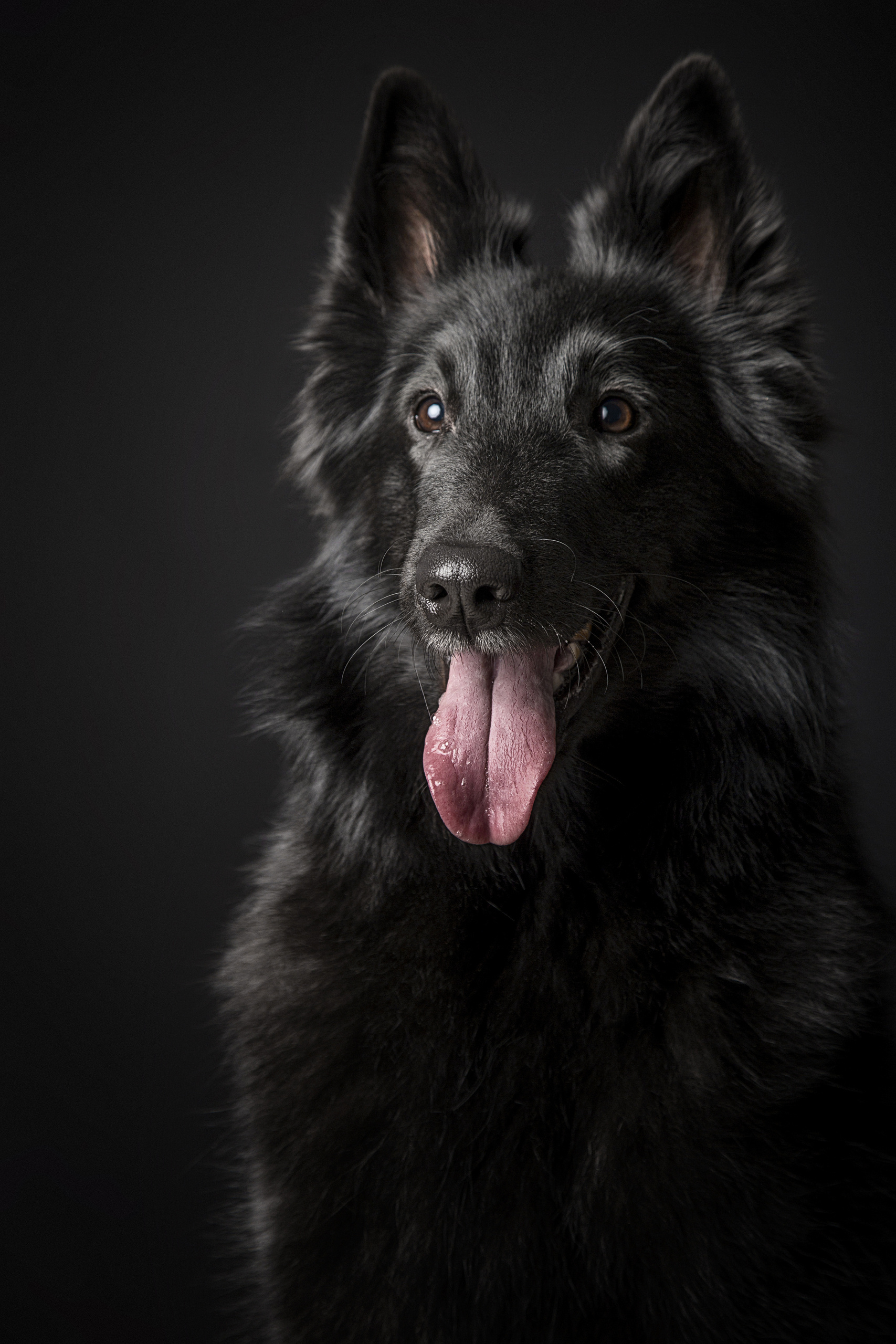 Животные. Фотограф в Таллине Виктория Баранова |фотосессии и обучение / Photographer Viktoria Baranova