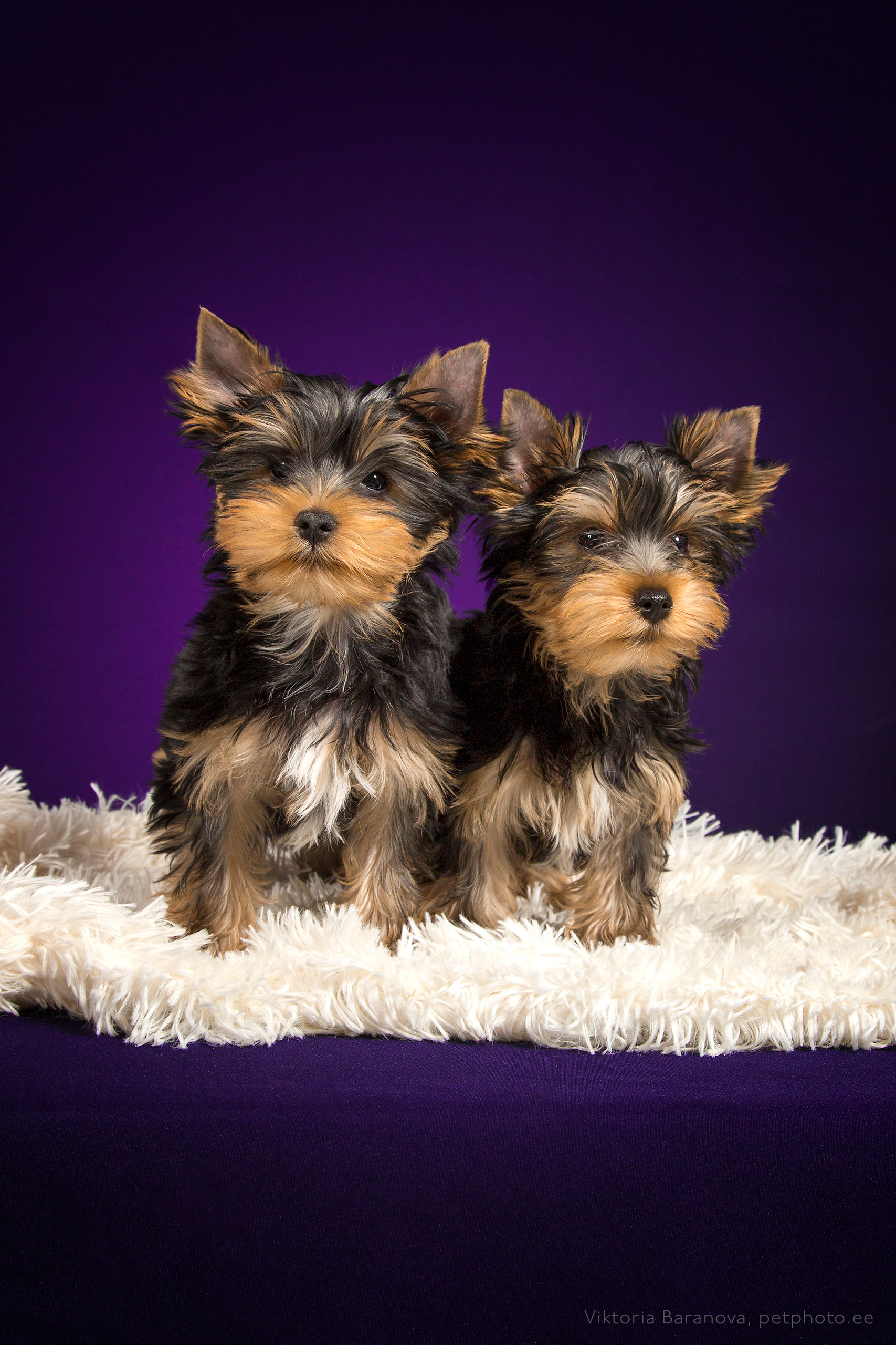 Puppies (10 фото). Фотограф в Таллине Виктория Баранова |фотосессии и обучение / Photographer Viktoria Baranova