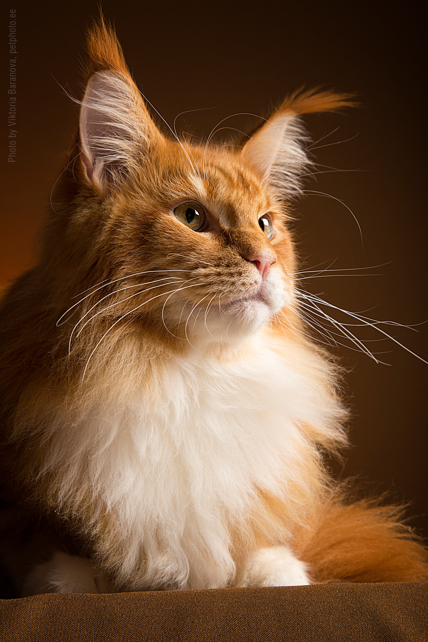 Hercules (10 фото). Фотограф в Таллине Виктория Баранова |фотосессии и обучение / Photographer Viktoria Baranova