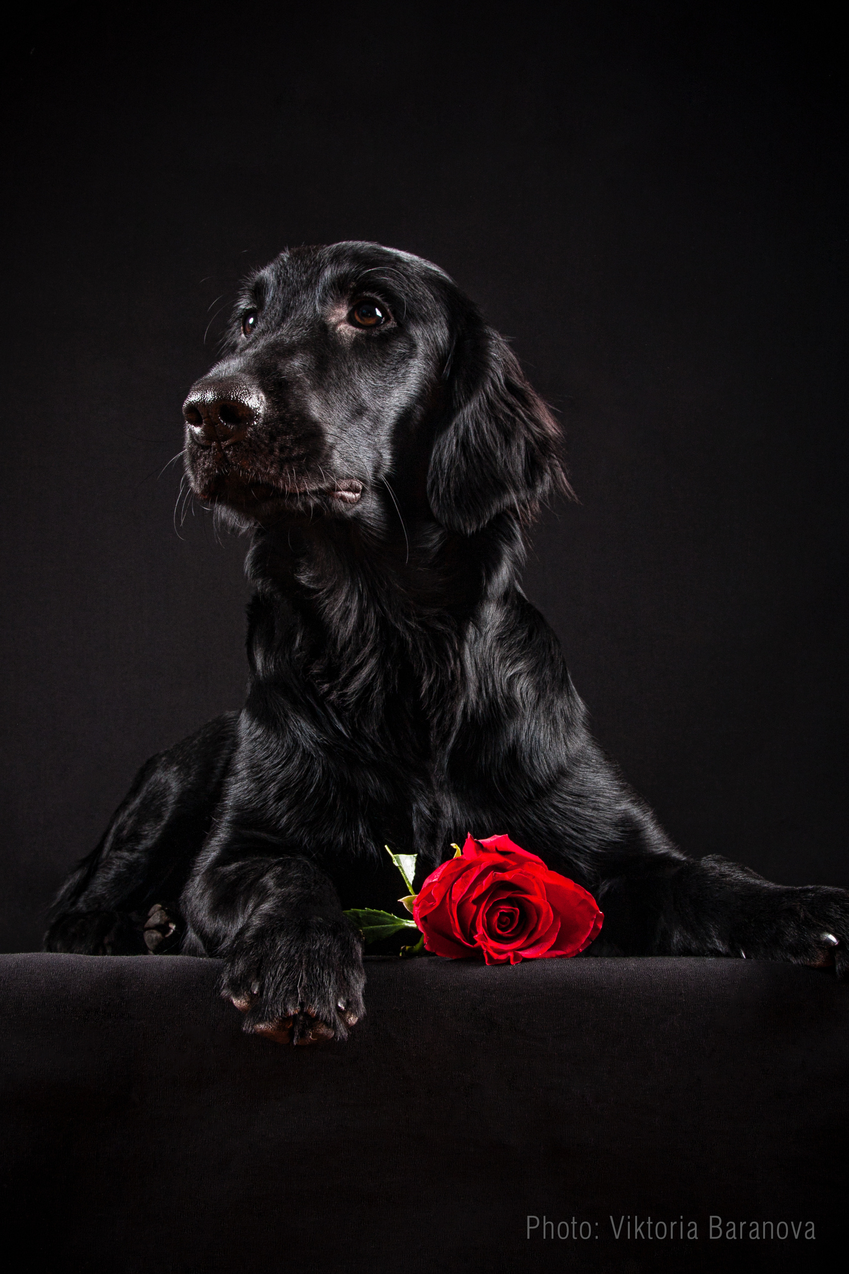 Tory. Фотограф в Таллине Виктория Баранова |фотосессии и обучение / Photographer Viktoria Baranova