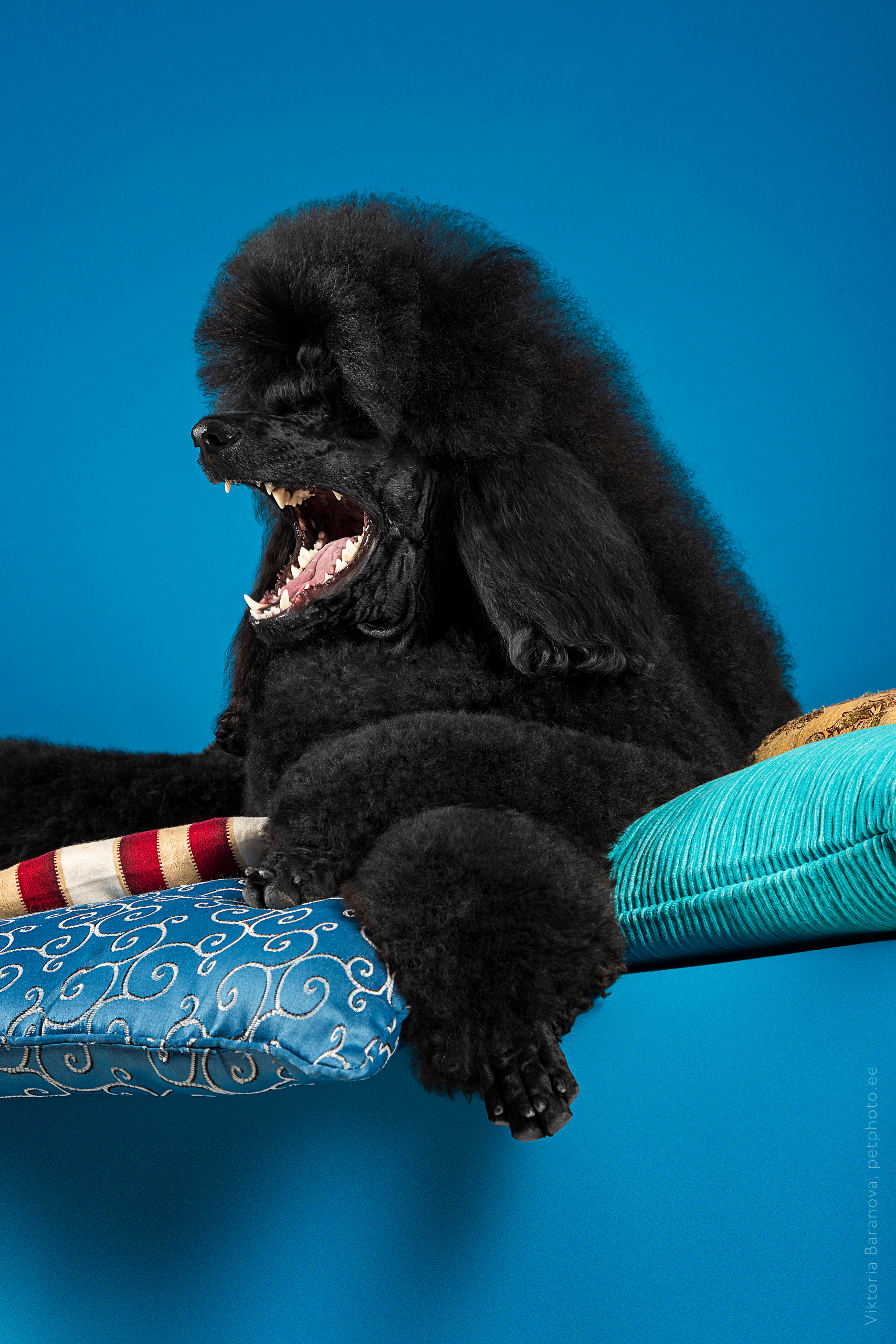 Lu (4 фото). Фотограф в Таллине Виктория Баранова |фотосессии и обучение / Photographer Viktoria Baranova