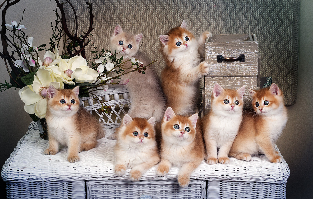 British Glory Cats. Photographer Irina Kozhemyakina. Houston