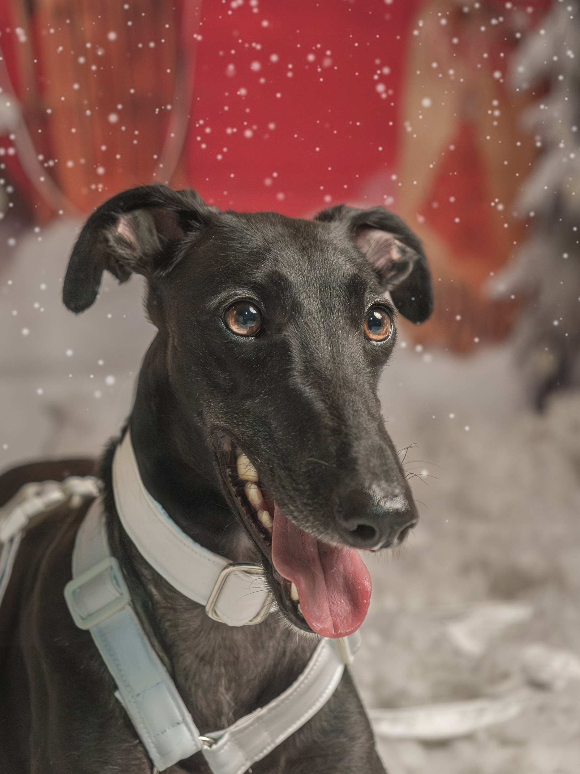 Navidad 2025. Fotos con huella, fotografía de perros y mascotas en Sevilla