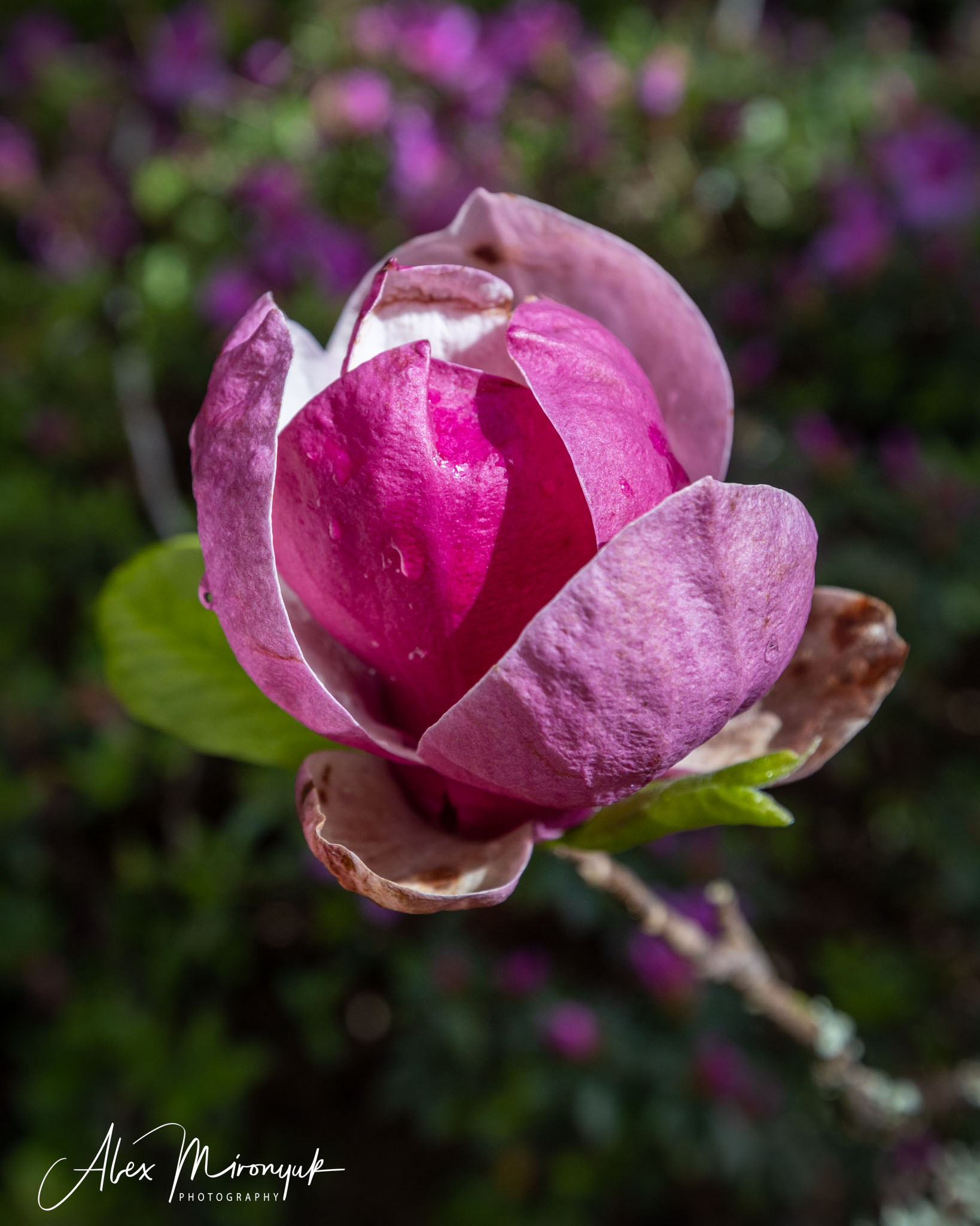 Madeira And Azores. Pet, Senior, Landscape, portrait studio, photographer in Miami and Sou