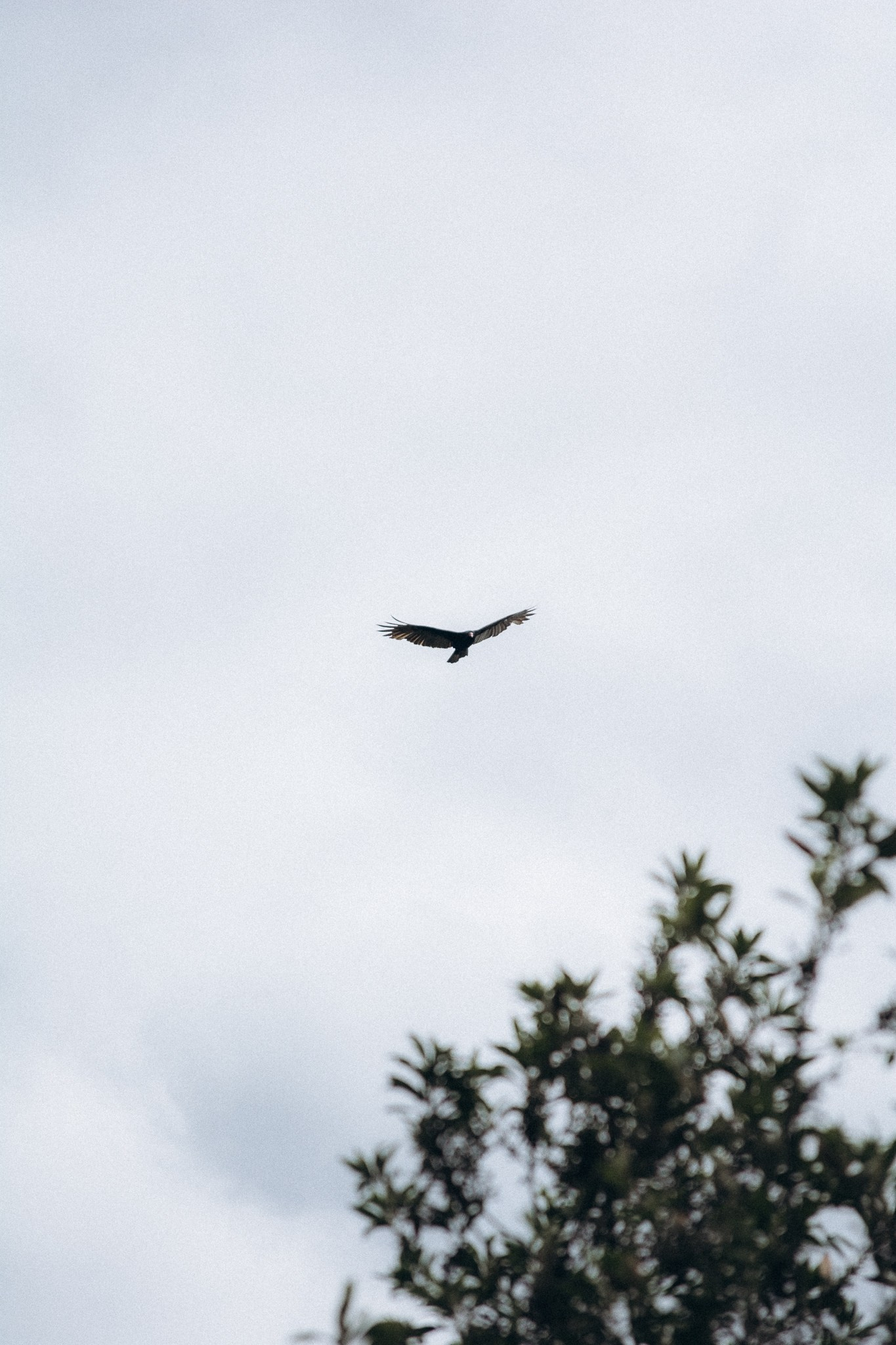 Fotografo de familia en Quito Anastasia Eliseeva
