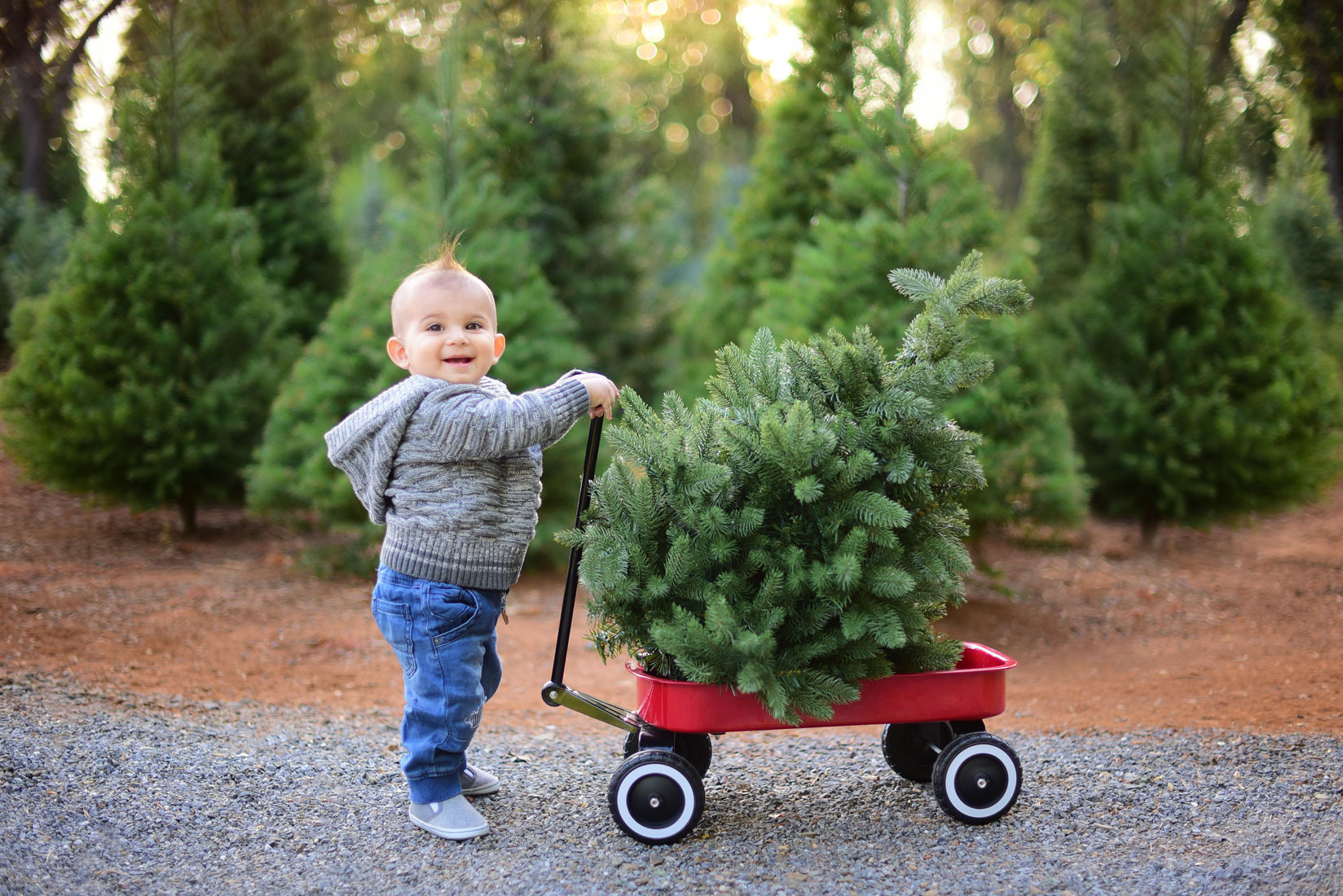 Christmas photography Roseville Christmas mini session Rocklin. Family photographer in Roseville, Rocklin, Folsom, Sacramento