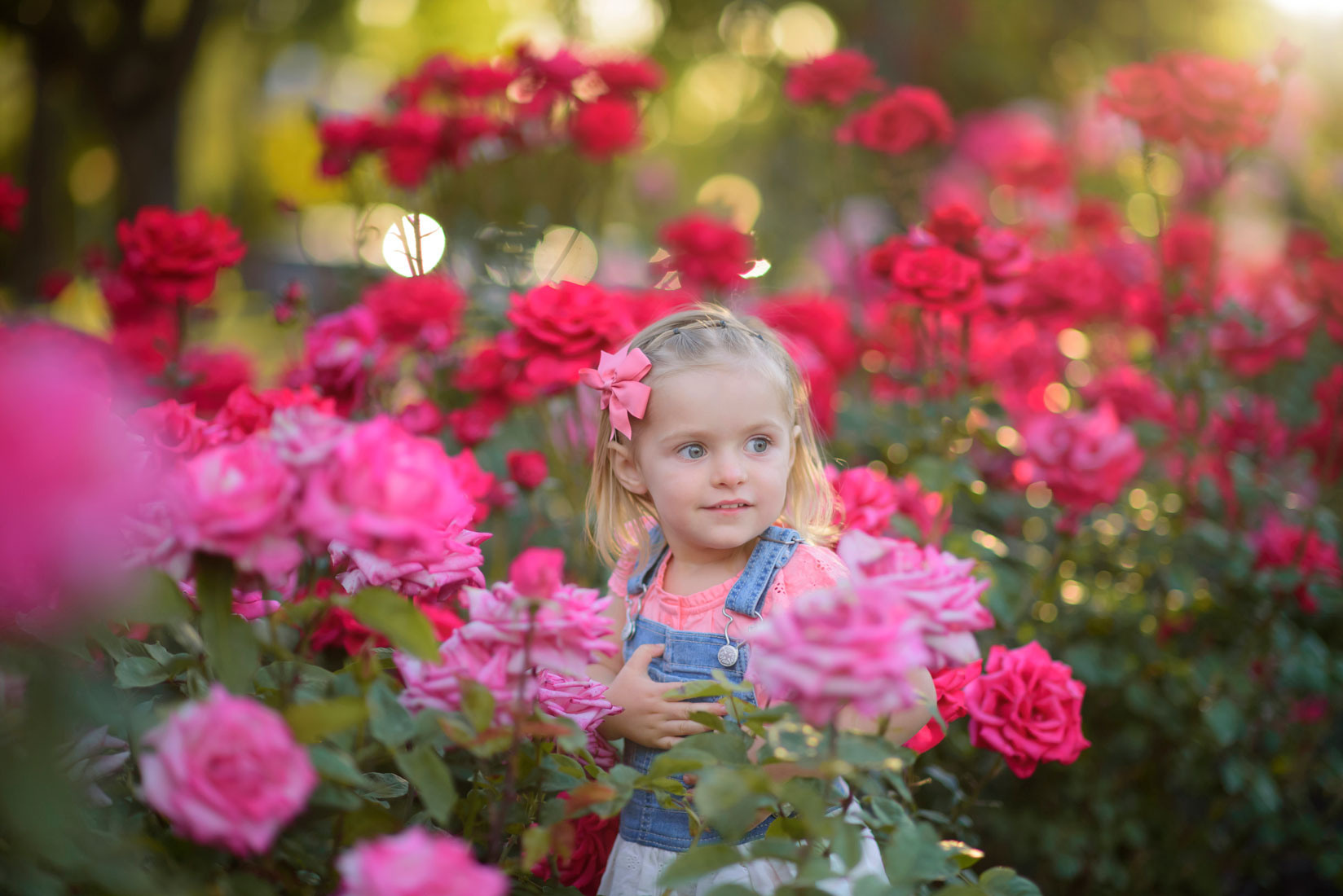 Rose garden photos Sacramento, Rocklin, Roseville. Family photographer in Roseville, Rocklin, Folsom, Sacramento