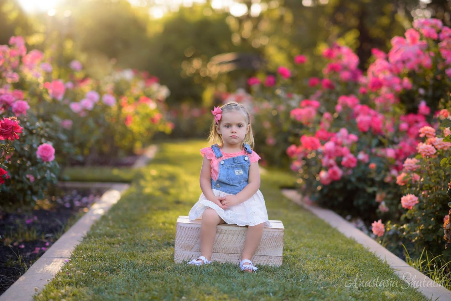 Rose garden photos Sacramento, Rocklin, Roseville. Family photographer in Roseville, Rocklin, Folsom, Sacramento