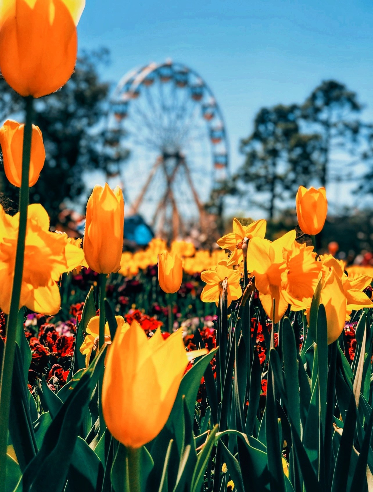 WallMuse. MHCreative is family-oriented photographer based in SYDNEY