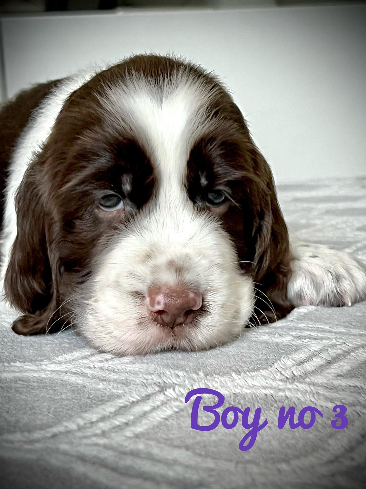 Gallery. Website of the titled stud dog of the Springer Spaniel breed