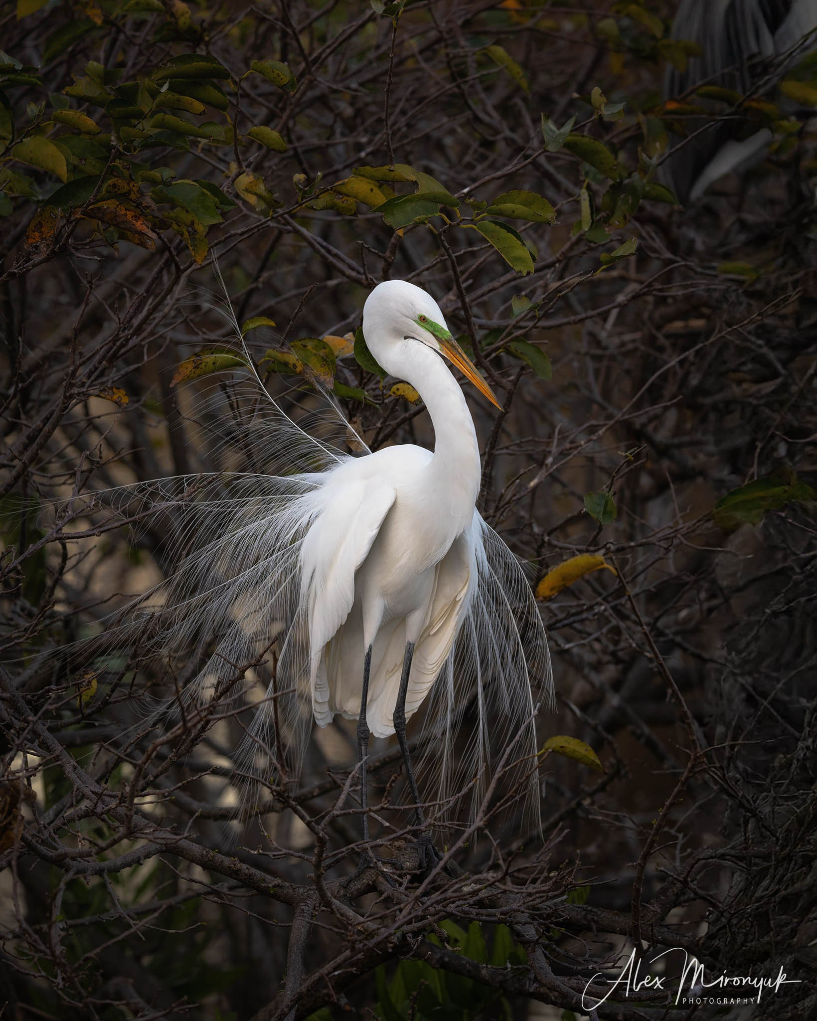 Exploring True Florida: Springs, Rivers & Manatees by Canoe. Pet, Senior, Landscape, portrait studio, photographer in Miami and Sou
