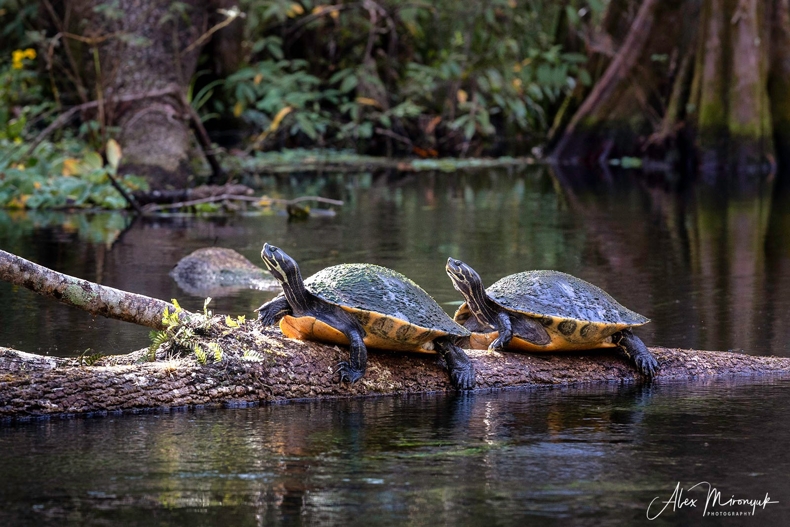 Exploring True Florida: Springs, Rivers & Manatees by Canoe. Pet, Senior, Landscape, portrait studio, photographer in Miami and Sou