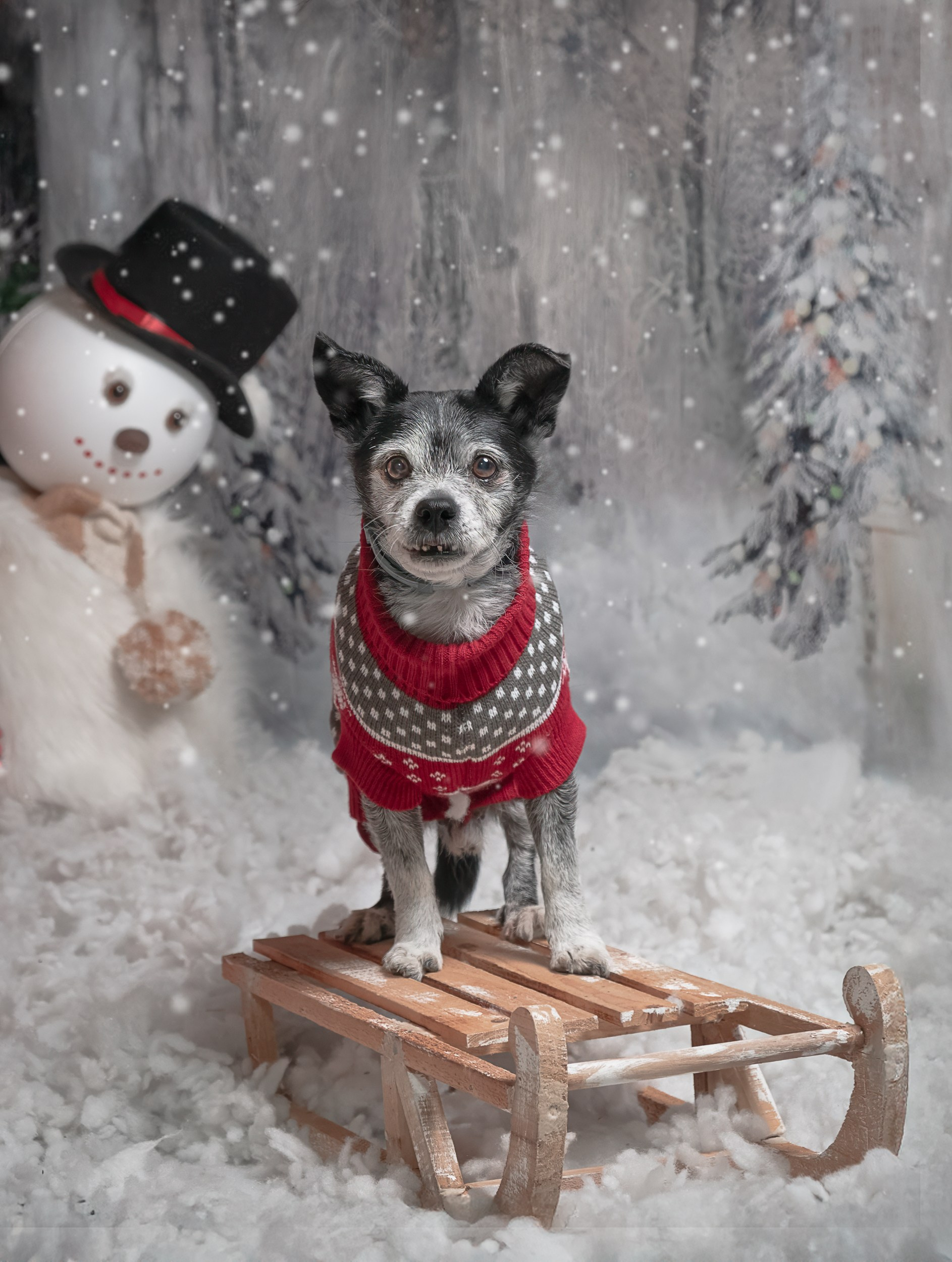 Navidad 2025. Fotos con huella, fotografía de perros y mascotas en Sevilla
