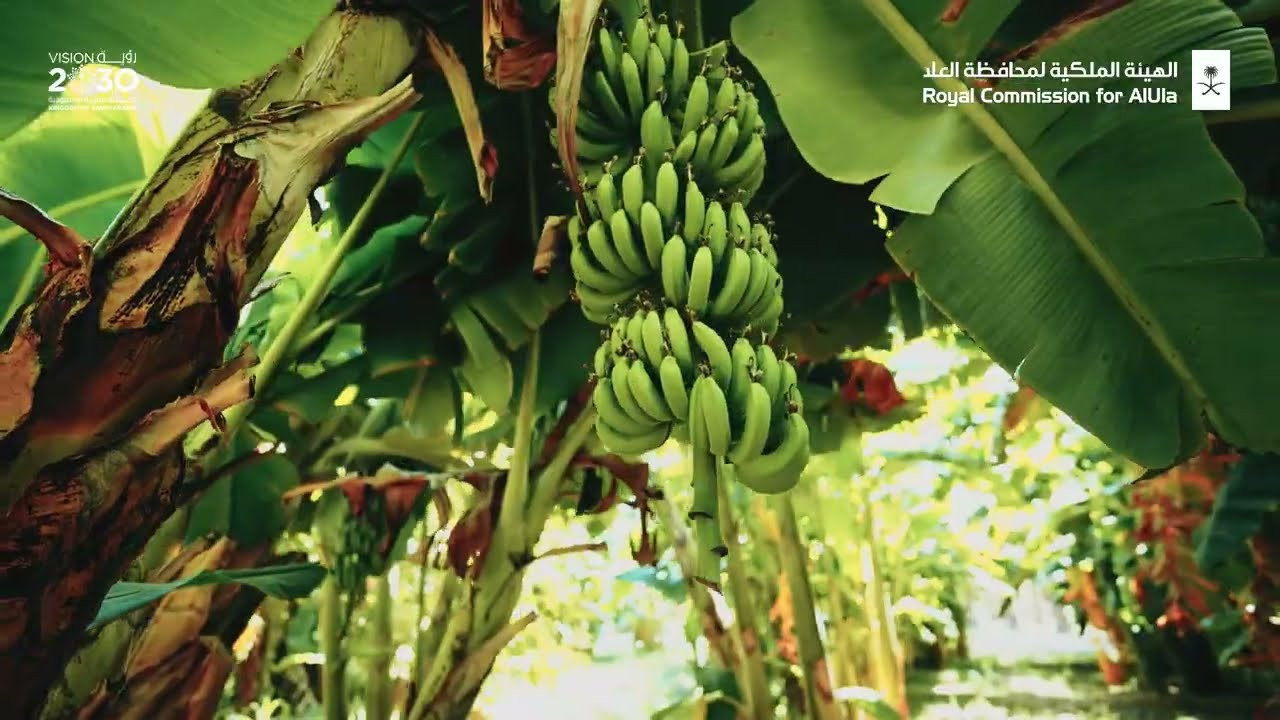 ADS. KEPLER PRODUCTION