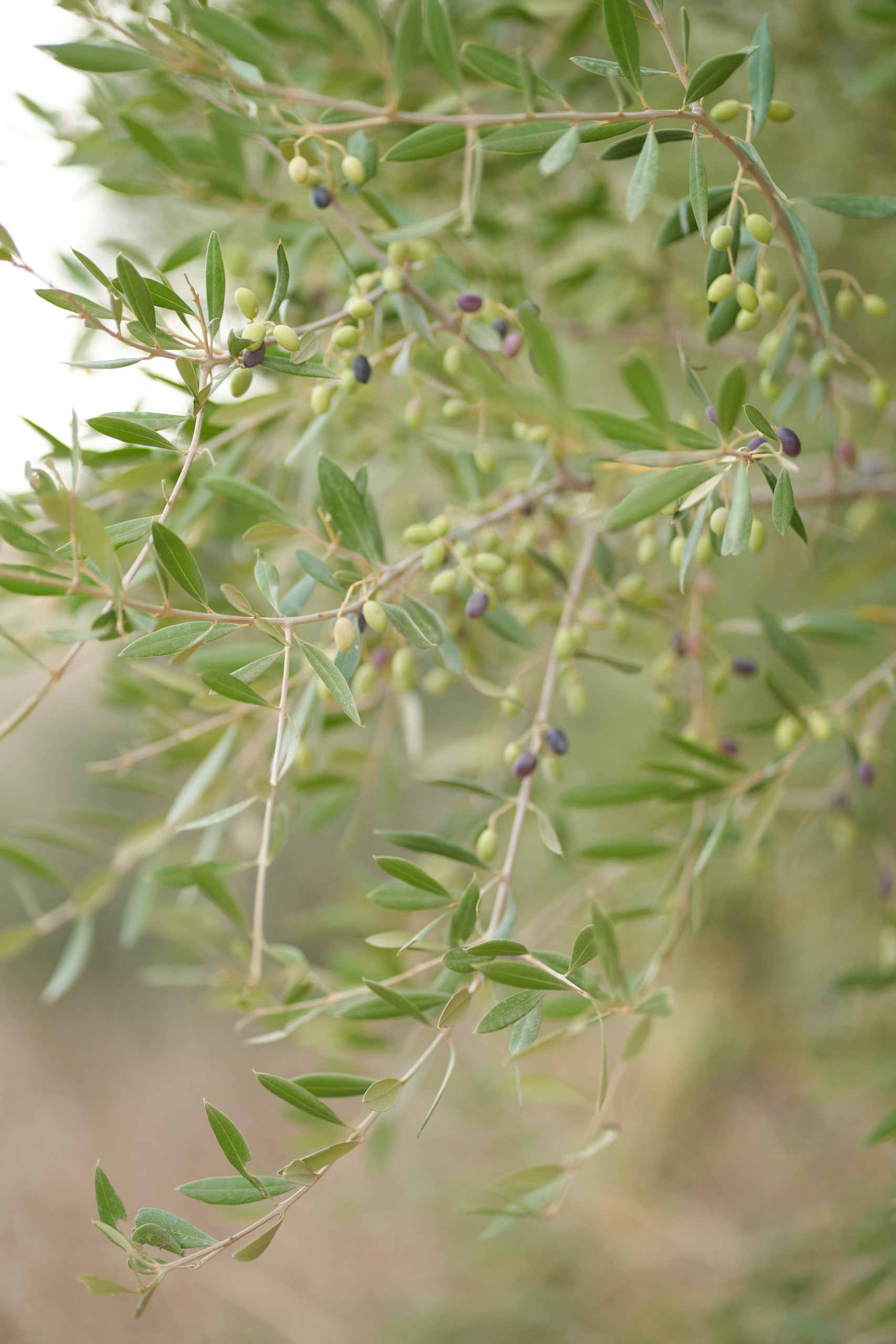 Testimonios. Fotógrafo de bodas y familias en España, Málaga, Marbella