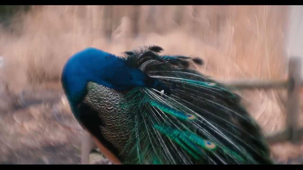 Custom Modified 105mm f/2.5 Projection Lens Test on Fuji GFX 100s — Unique Bokeh & Artistic Medium Format Rendering. Emin Kuliyev — Award-Winning Wedding Photojournalist NYC & USA | Best Wedding Photographer Known for Candid, Timeless Moments
