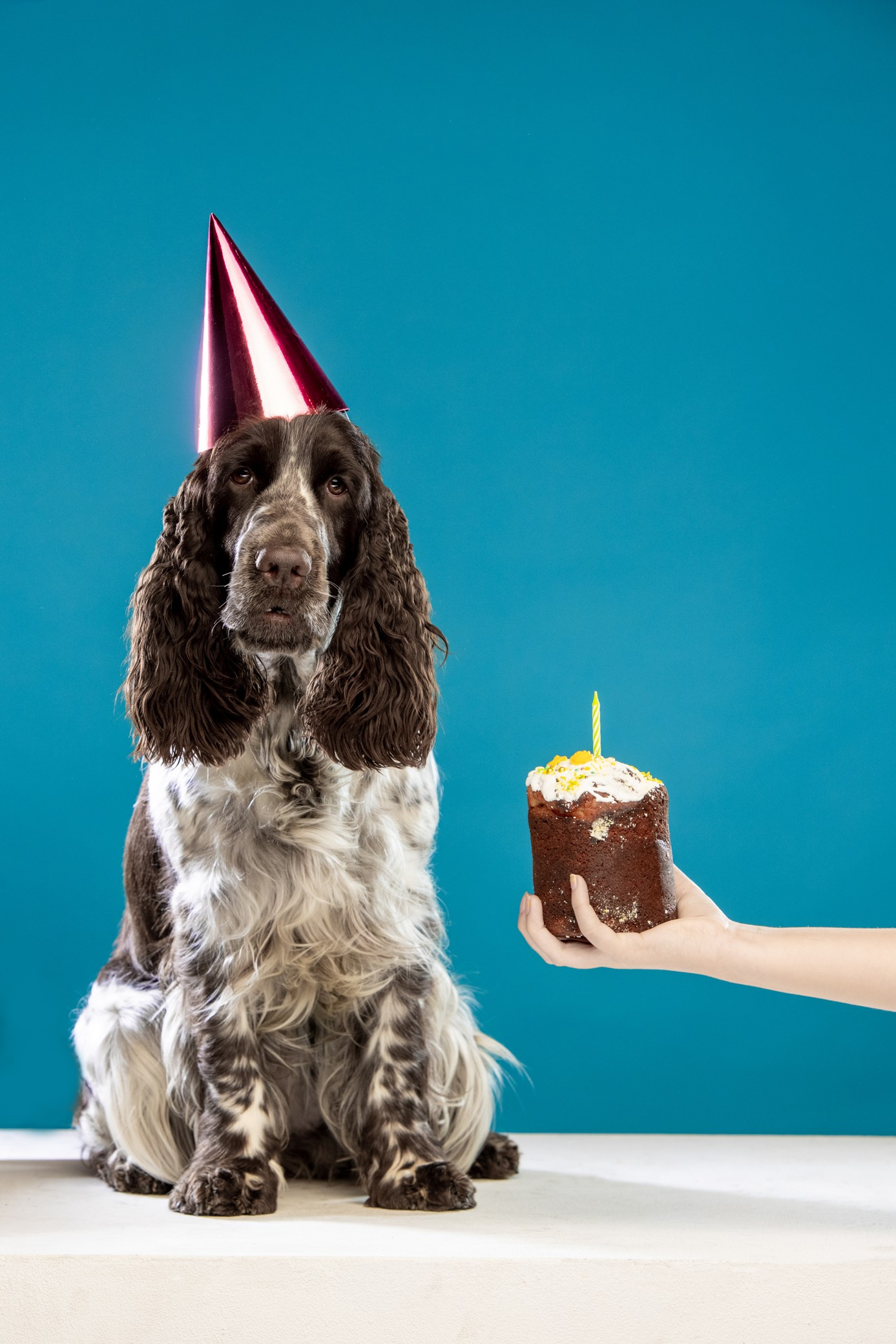 English Springer Spaniel female show stance conformation