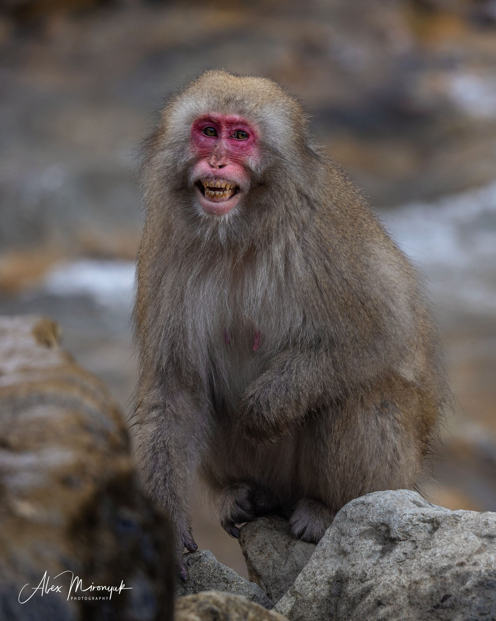 Winter Japan: Snow Monkeys, Castles & Timeless Villages. Pet, Senior, Landscape, portrait studio, photographer in Miami and Sou
