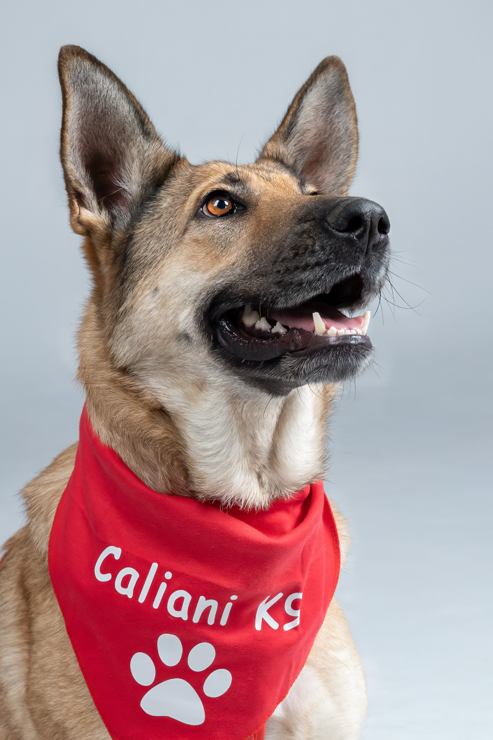 Sesión Corporativa Caliani K9. Fotos con huella, fotografía de perros y mascotas en Sevilla