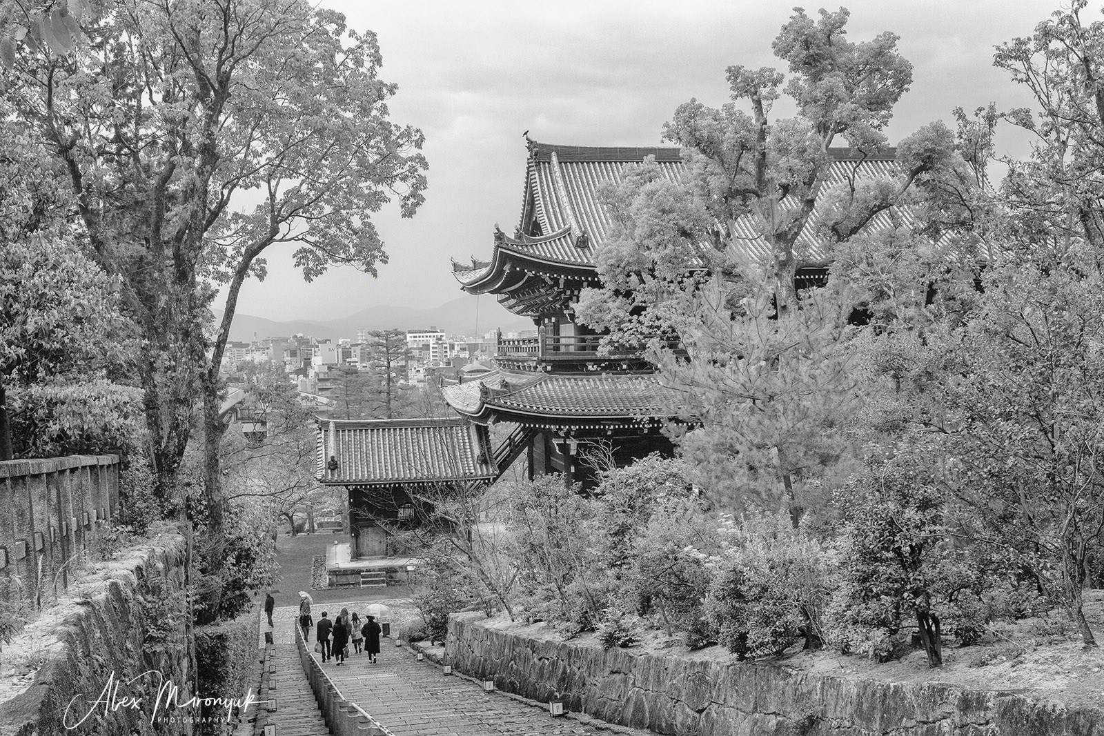 Hanami Season in Japan. Pet, Senior, Landscape, portrait studio, photographer in Miami and Sou