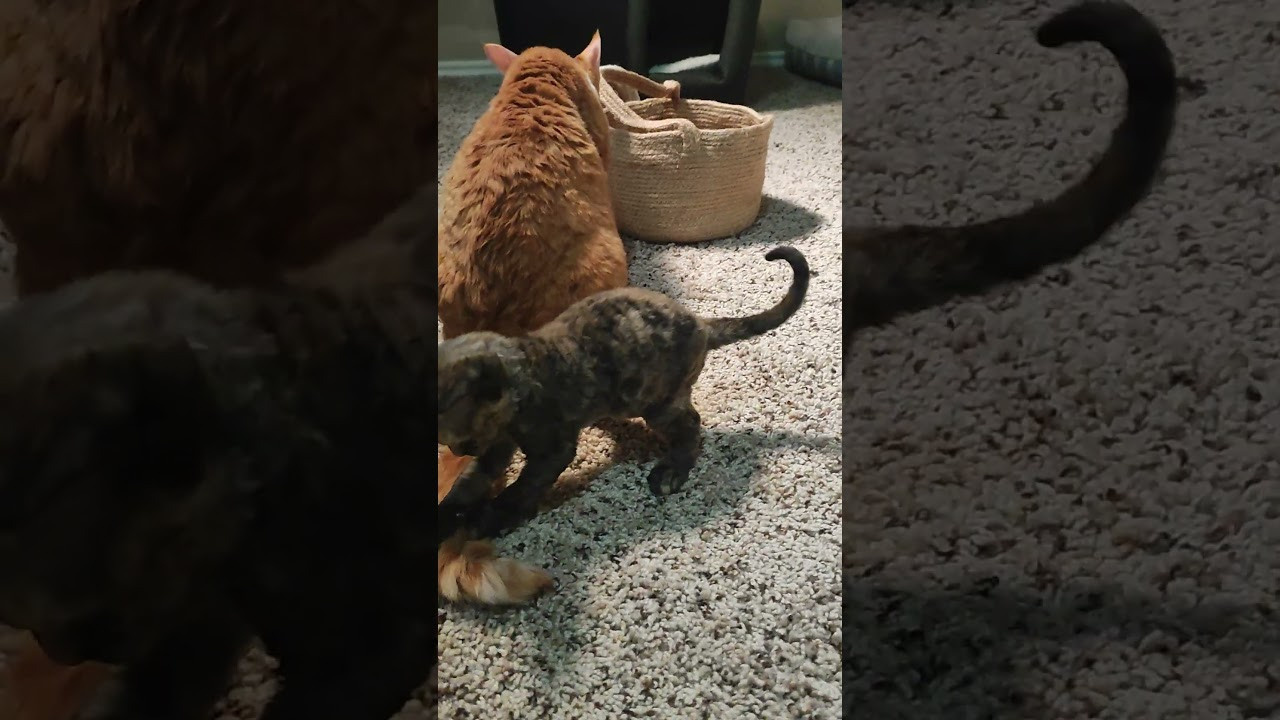 Basma, Girl, born on 29.07.23, SOLD. Devon Rex Pixie Cattery