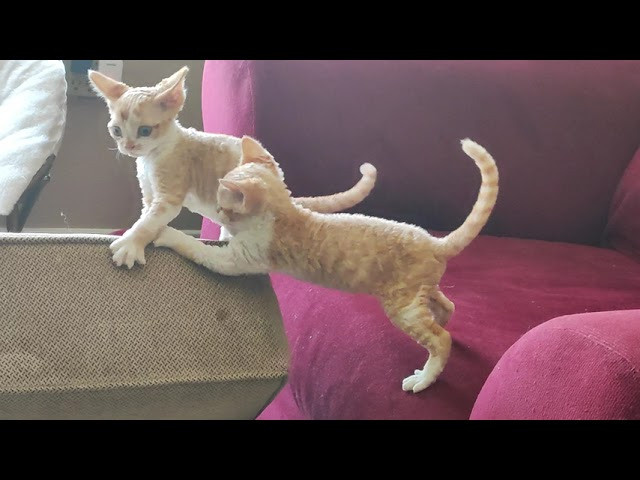 Bambi, Boy, born on 29.07.23, SOLD. Devon Rex Pixie Cattery