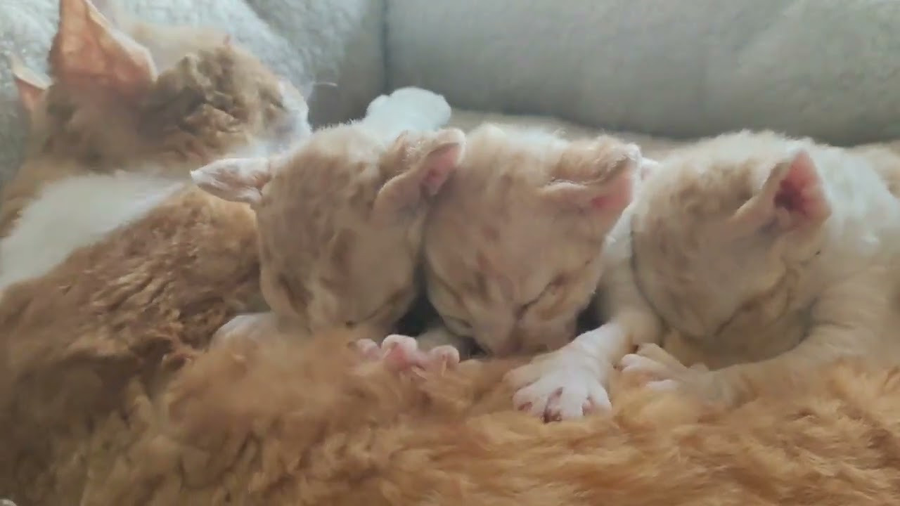 Bambi, Boy, born on 29.07.23, SOLD. Devon Rex Pixie Cattery