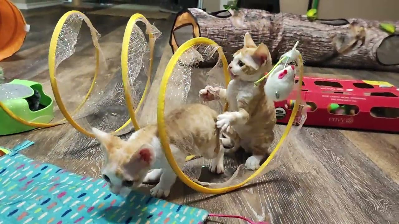 Bambi, Boy, born on 29.07.23, SOLD. Devon Rex Pixie Cattery