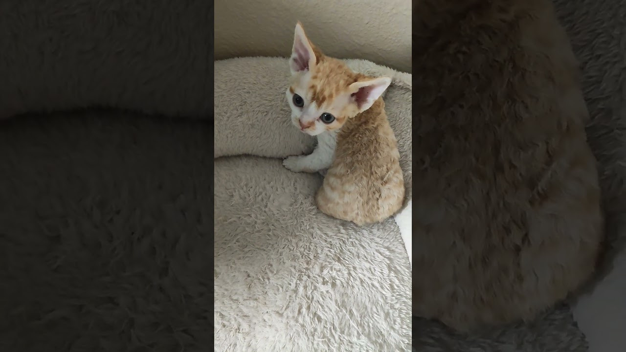 Buster, Boy, born on 29.07.23, SOLD. Devon Rex Pixie Cattery