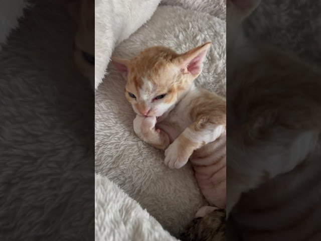 Bambi, Boy, born on 29.07.23, SOLD. Devon Rex Pixie Cattery