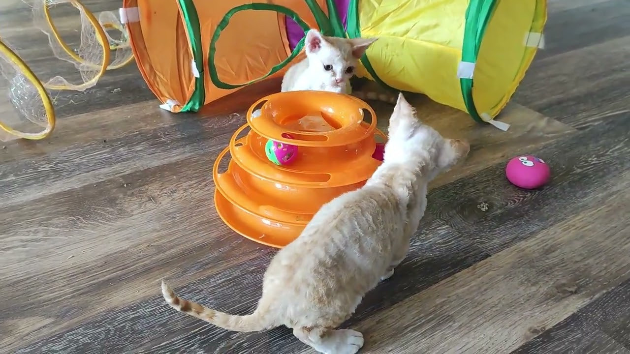 Buster, Boy, born on 29.07.23, SOLD. Devon Rex Pixie Cattery