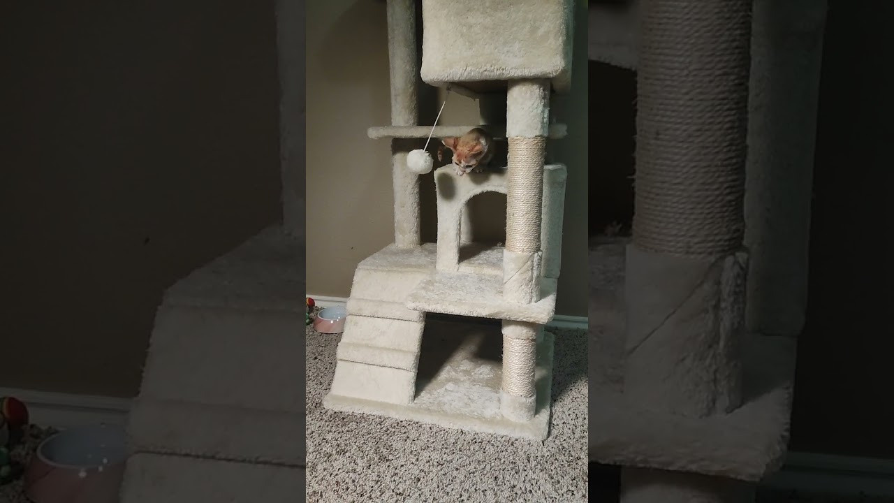 Bambi, Boy, born on 29.07.23, SOLD. Devon Rex Pixie Cattery