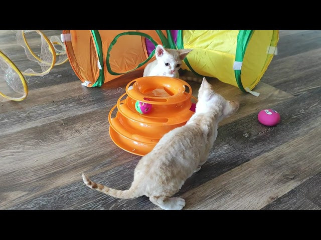 Bonnie, Boy, born on 29.07.23, SOLD. Devon Rex Pixie Cattery