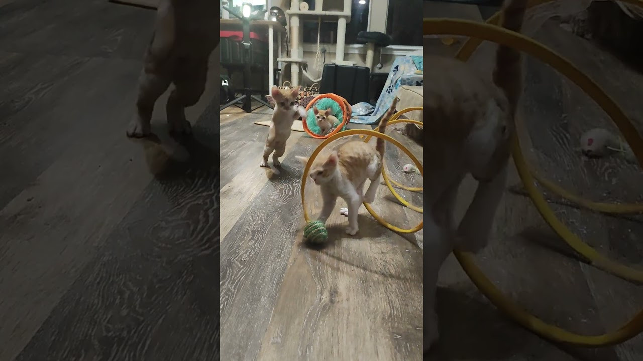 Bonnie, Boy, born on 29.07.23, SOLD. Devon Rex Pixie Cattery