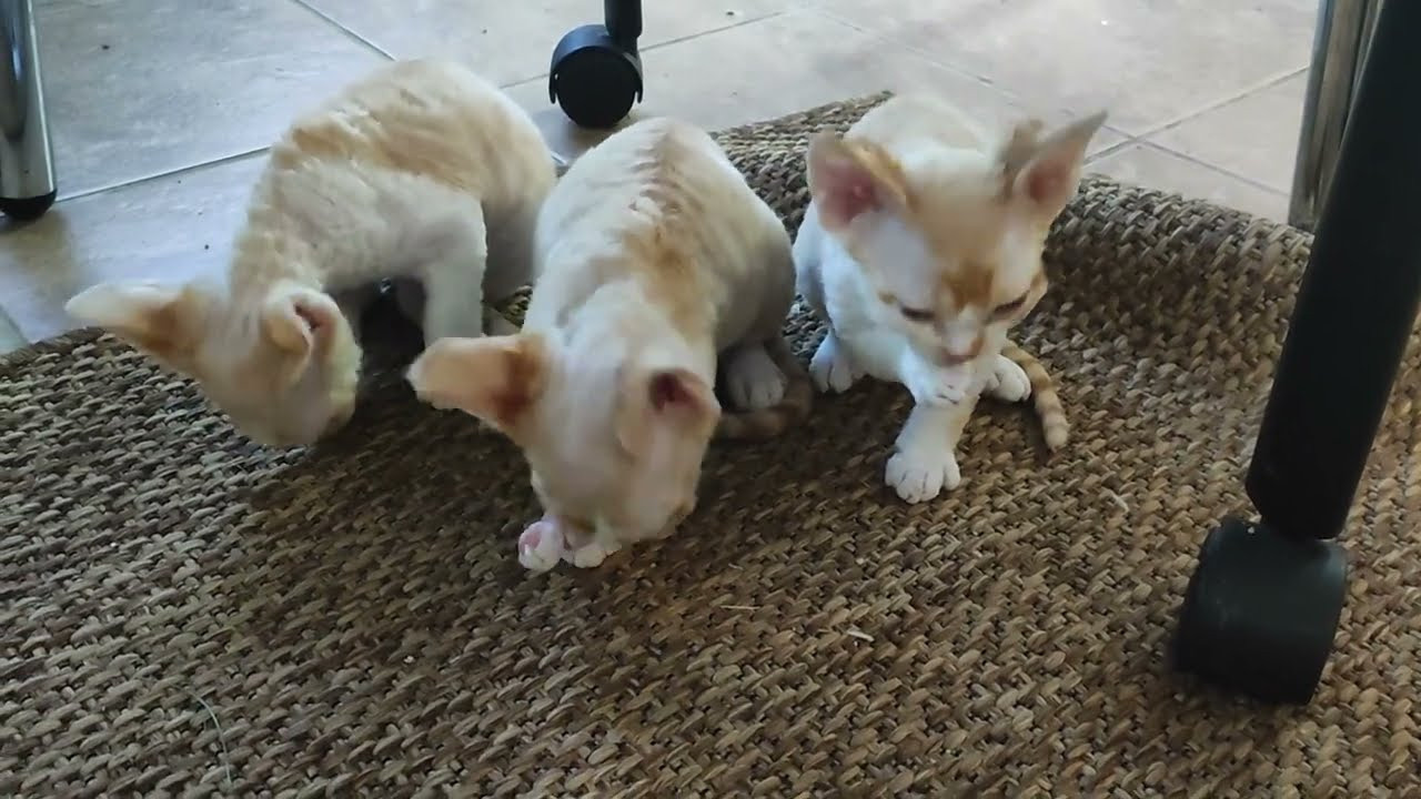 Bonnie, Boy, born on 29.07.23, SOLD. Devon Rex Pixie Cattery