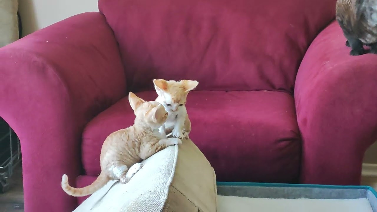 Bambi, Boy, born on 29.07.23, SOLD. Devon Rex Pixie Cattery