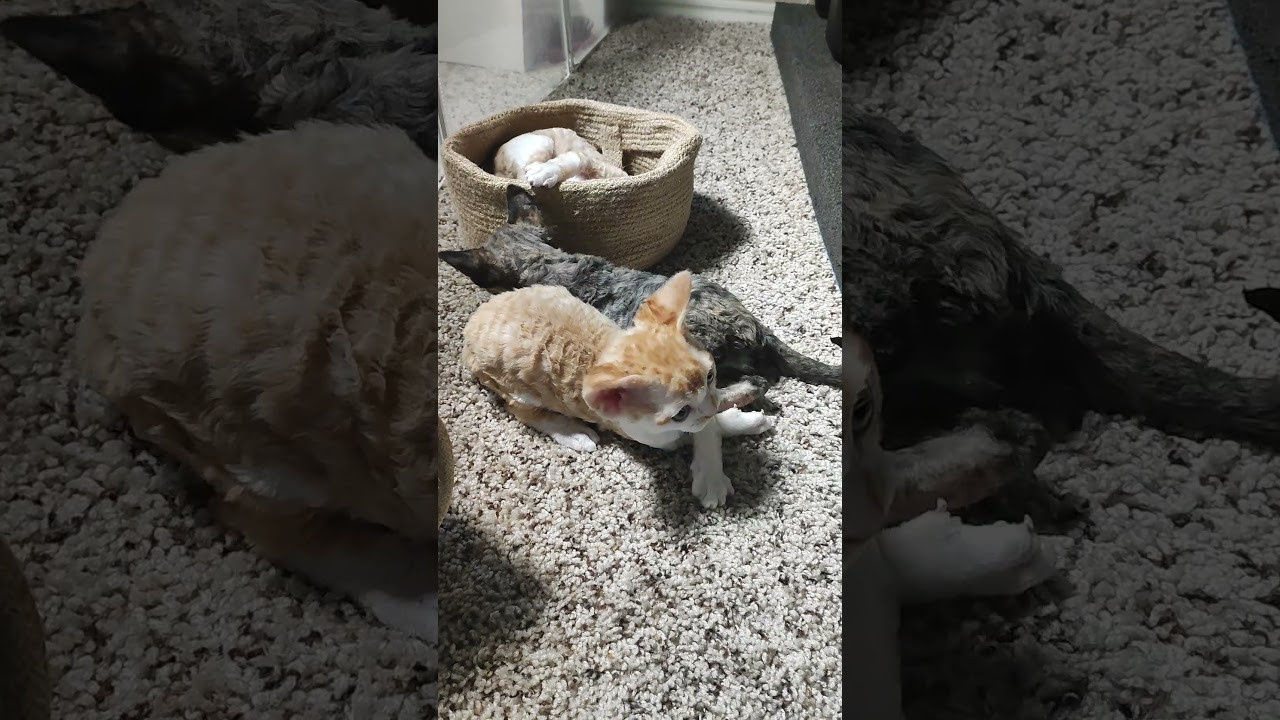 Basma, Girl, born on 29.07.23, SOLD. Devon Rex Pixie Cattery