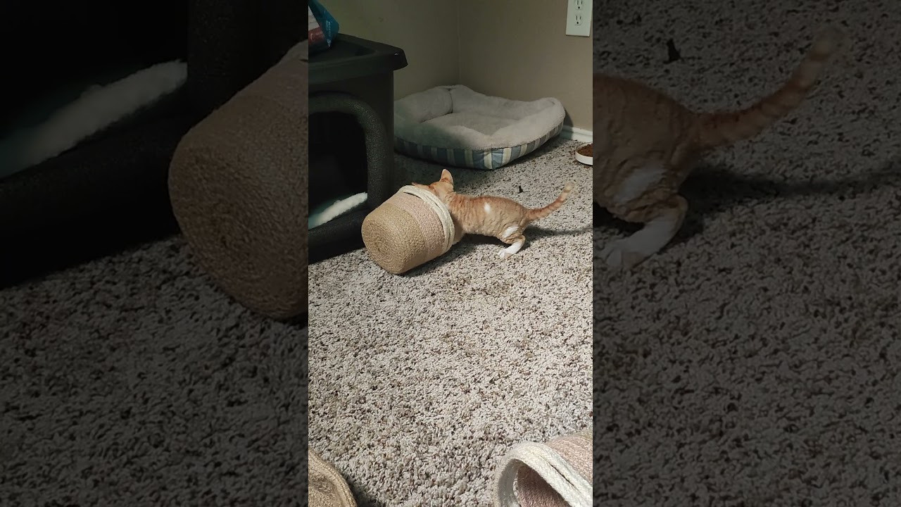 Bambi, Boy, born on 29.07.23, SOLD. Devon Rex Pixie Cattery