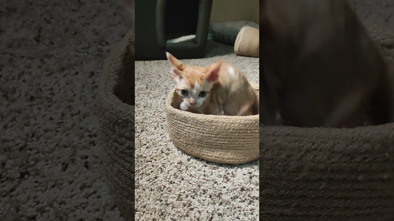 Bambi, Boy, born on 29.07.23, SOLD. Devon Rex Pixie Cattery