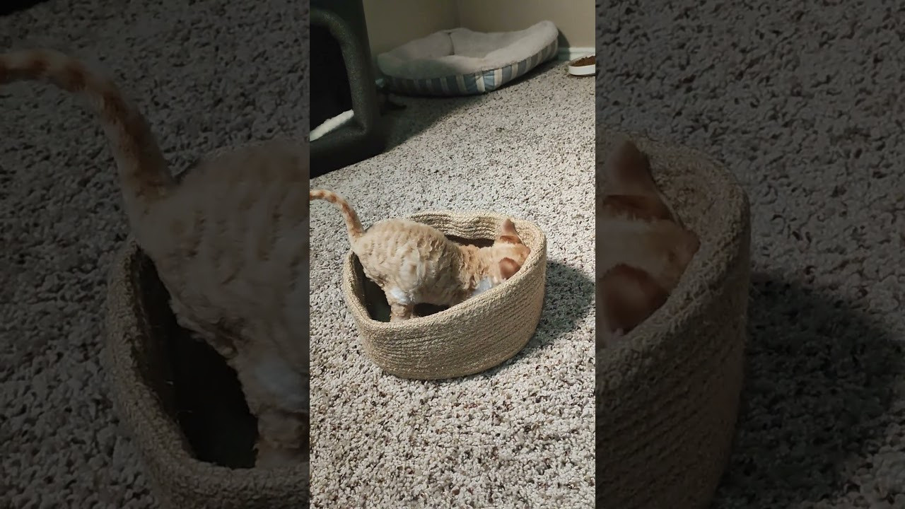 Buster, Boy, born on 29.07.23, SOLD. Devon Rex Pixie Cattery