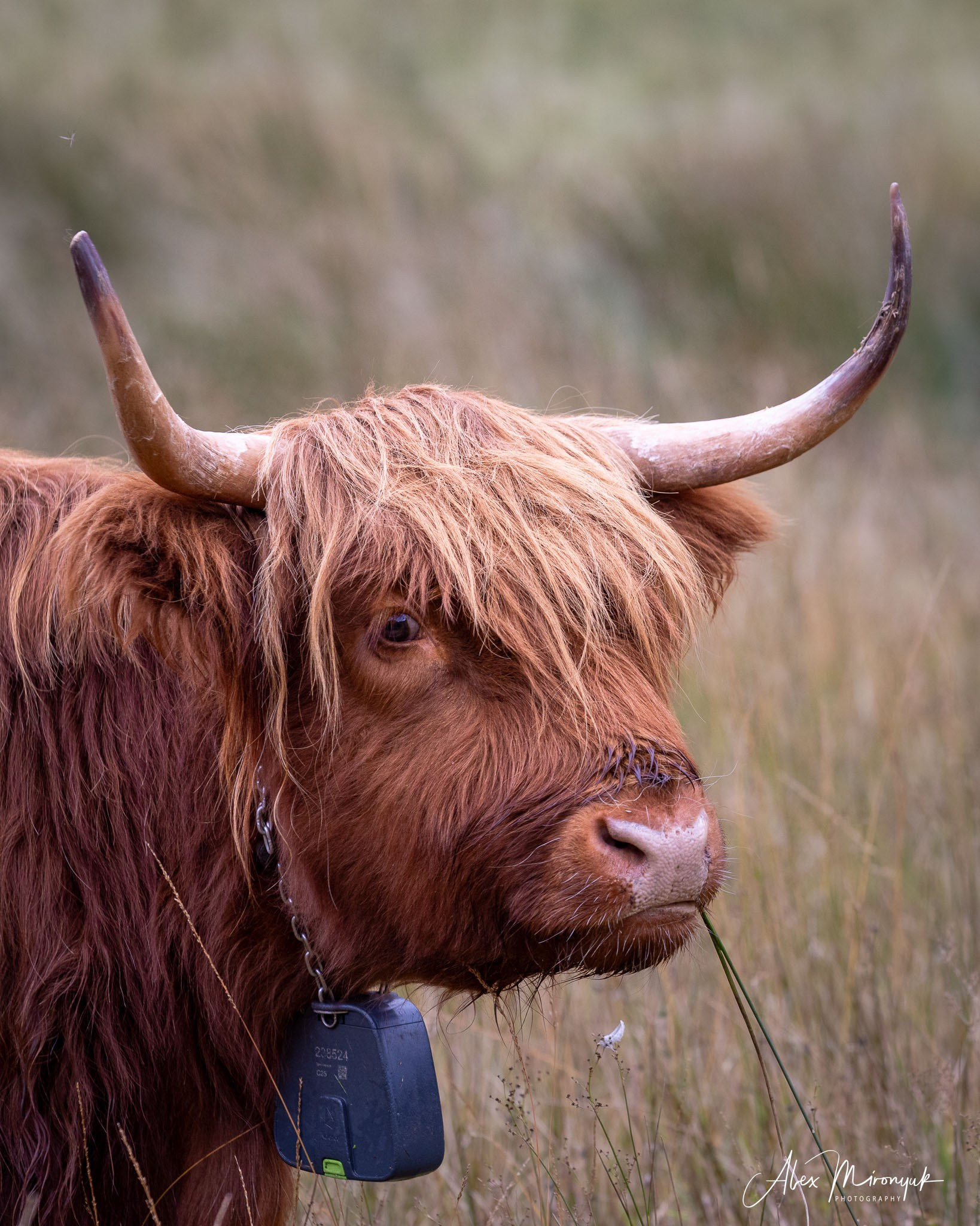 Scotland’s Highlands. Pet, Senior, Landscape, portrait studio, photographer in Miami and Sou